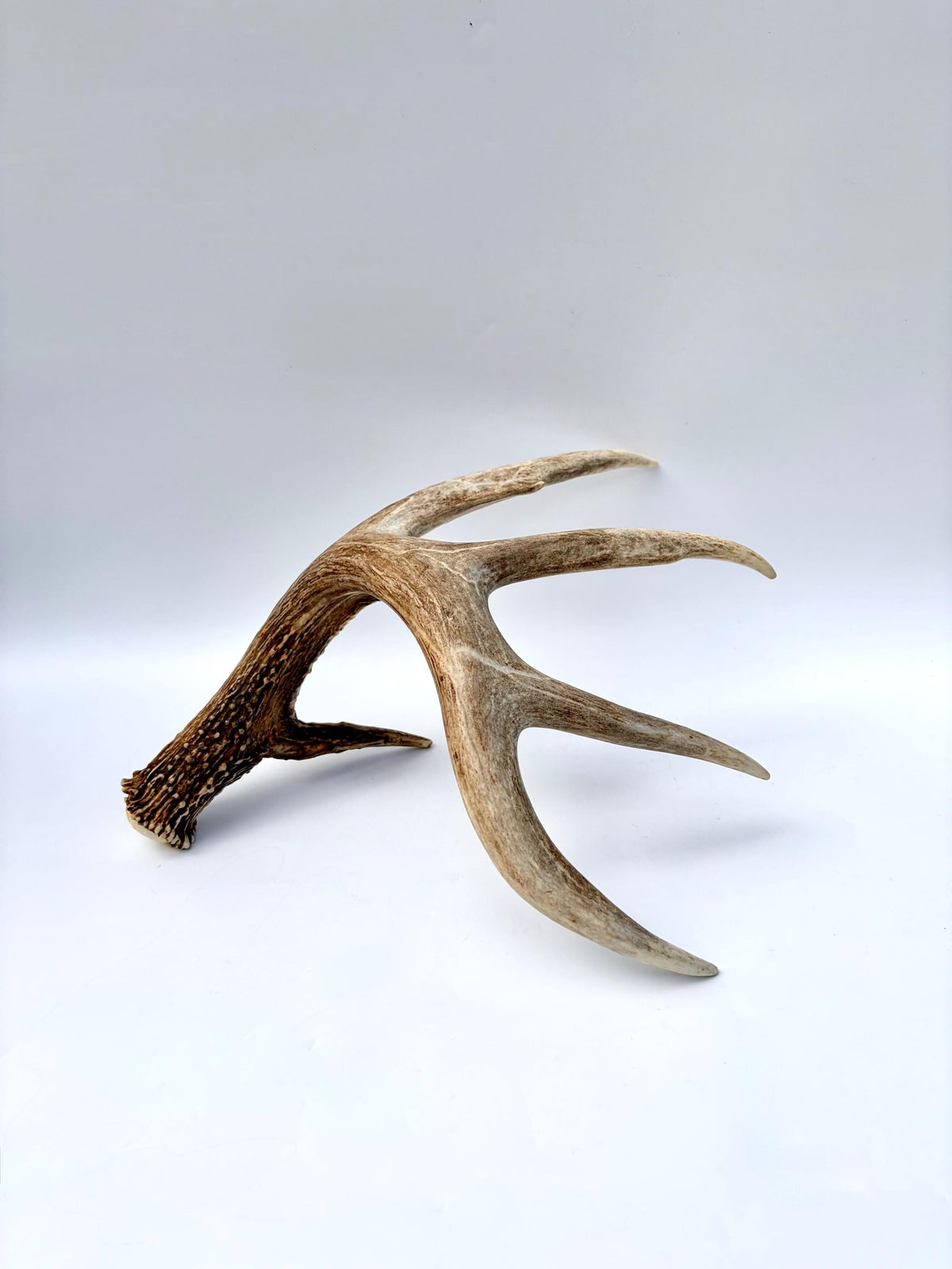 Incredible White-tailed deer Antler. Large, Deer Shed for Decor, Design, Crafting and More!