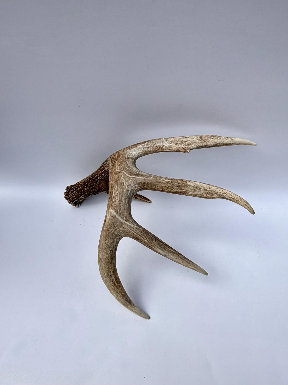 Incredible White-tailed deer Antler. Large, Deer Shed for Decor, Design, Crafting and More!