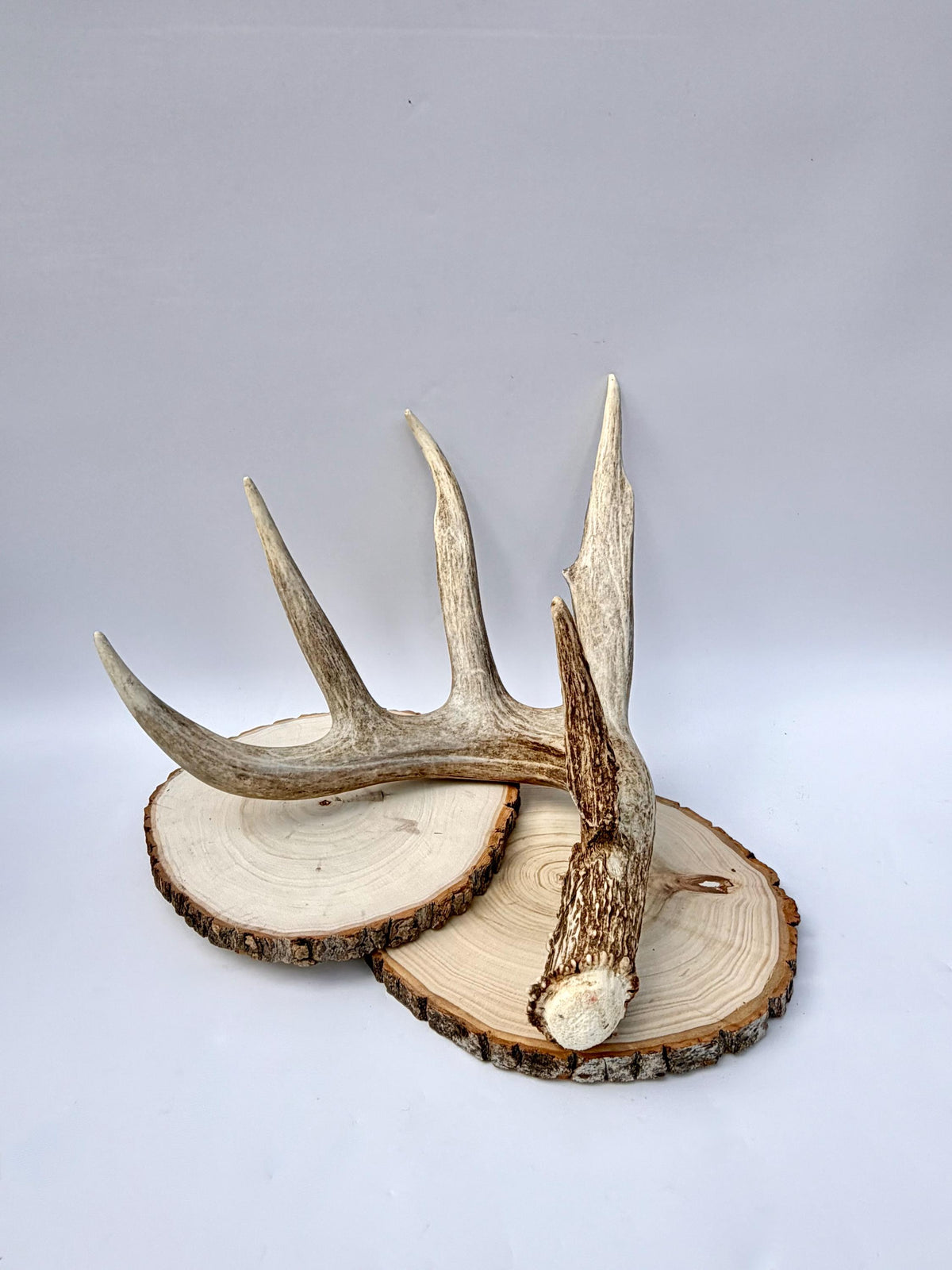Incredible White-tailed deer Antler. Large, Deer Shed for Decor, Design, Crafting and More!