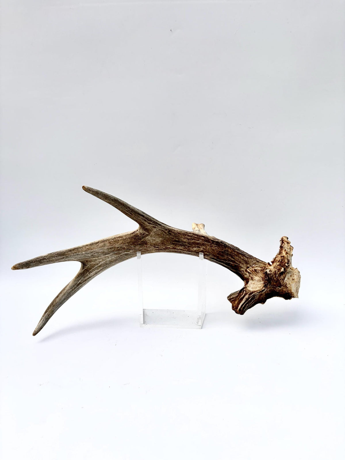 White-tailed Deer Antler - Unusual deer Antler. Decor, design, crafting and more!