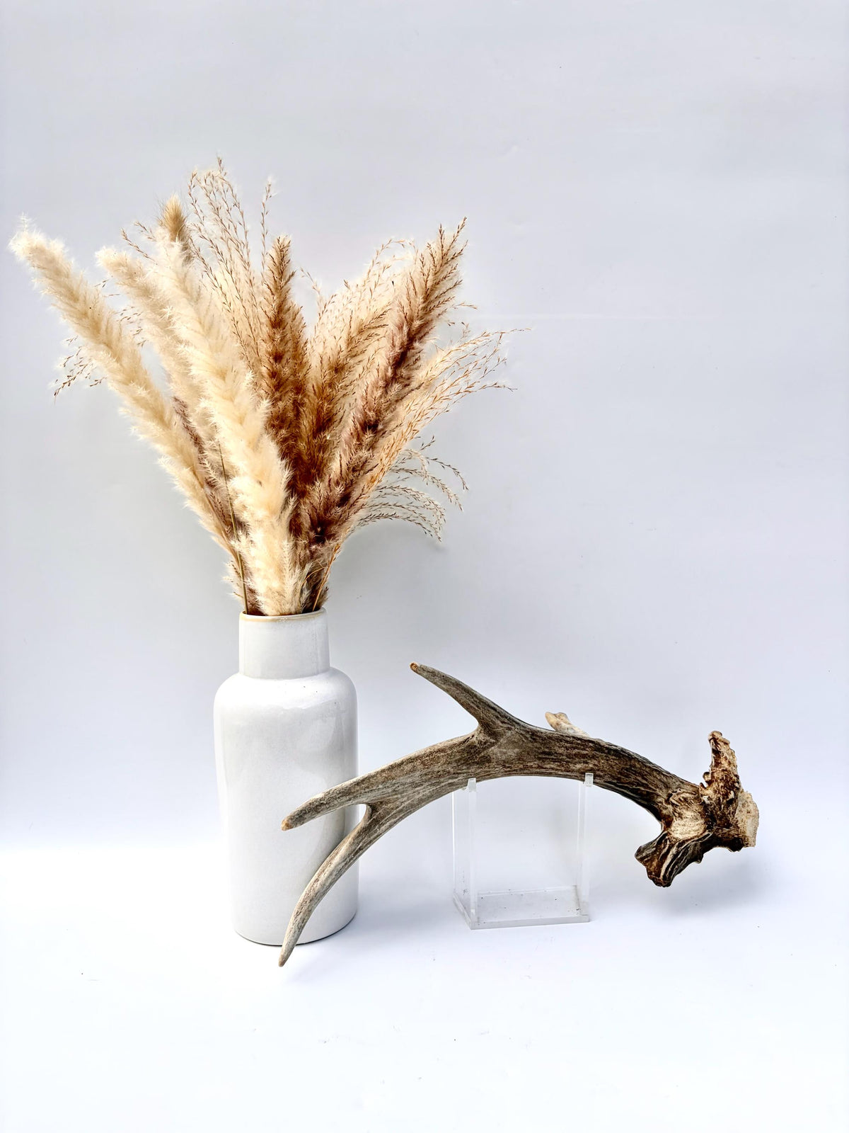White-tailed Deer Antler - Unusual deer Antler. Decor, design, crafting and more!