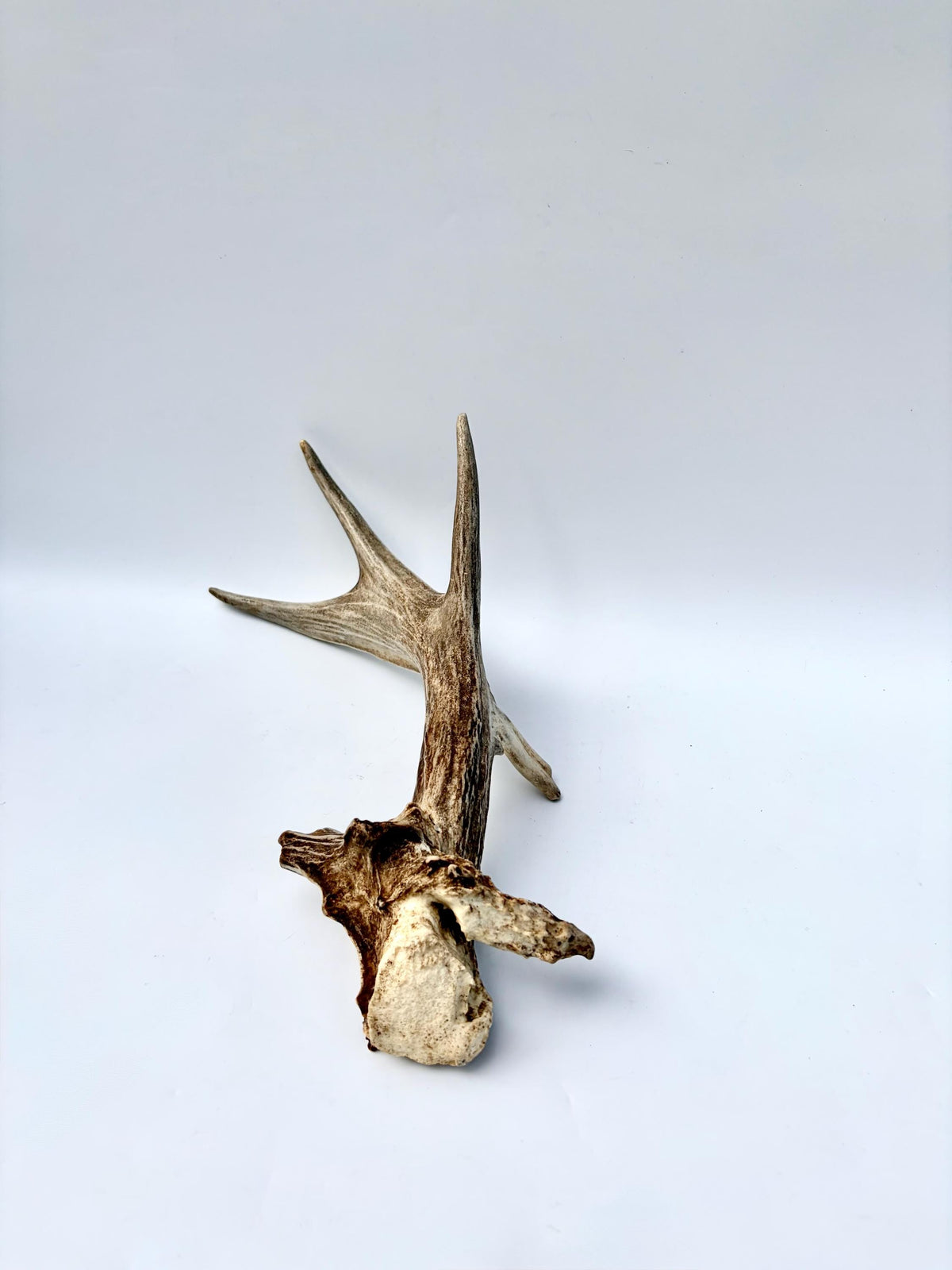 White-tailed Deer Antler - Unusual deer Antler. Decor, design, crafting and more!