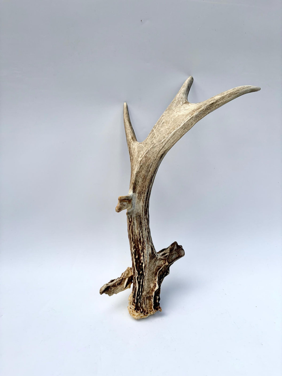 White-tailed Deer Antler - Unusual deer Antler. Decor, design, crafting and more!