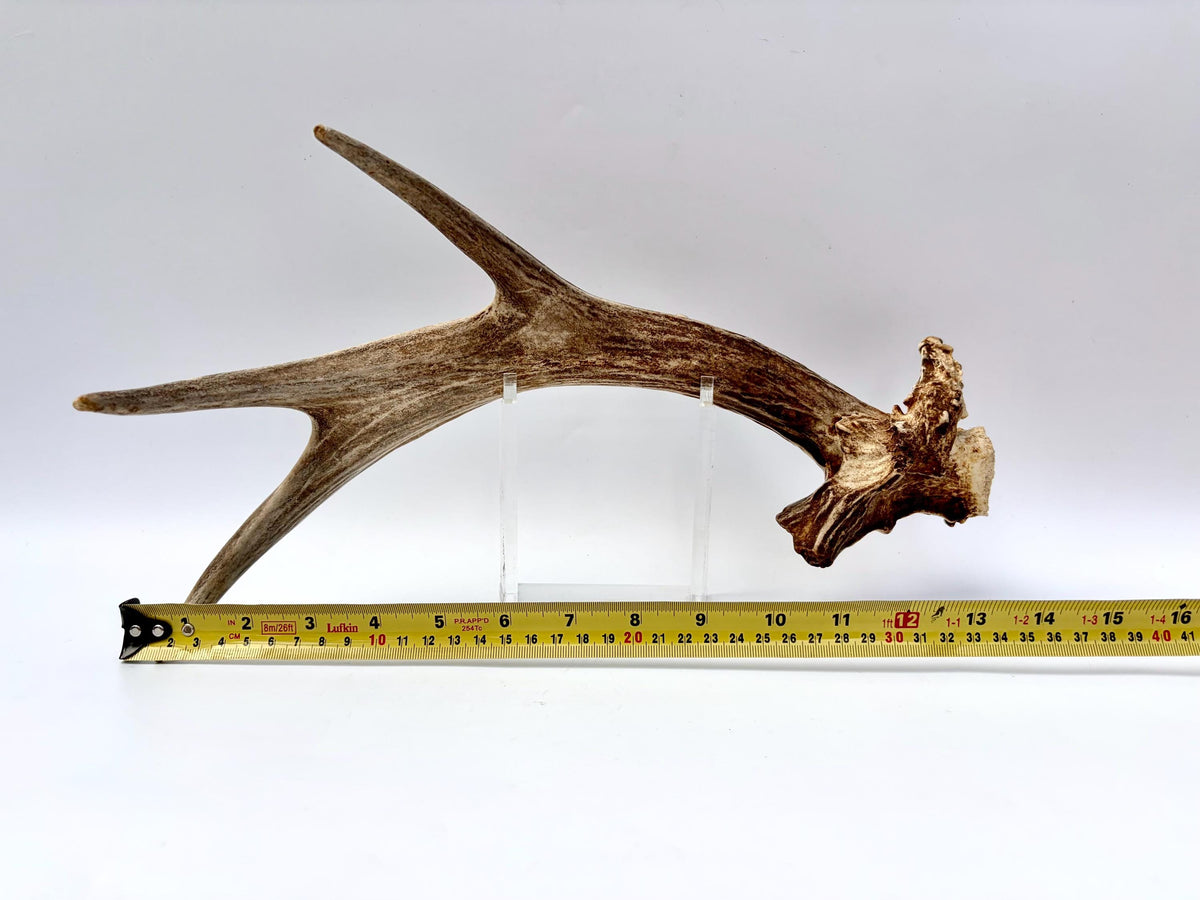 White-tailed Deer Antler - Unusual deer Antler. Decor, design, crafting and more!