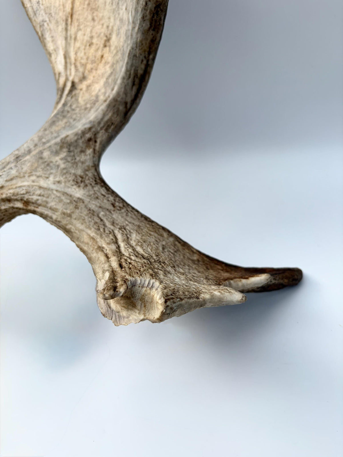 Wild Moose Antler. Classic Shaped Self-Standing Moose “Paddle” for Carving, Pet Treats, Crafting, Decor and more!