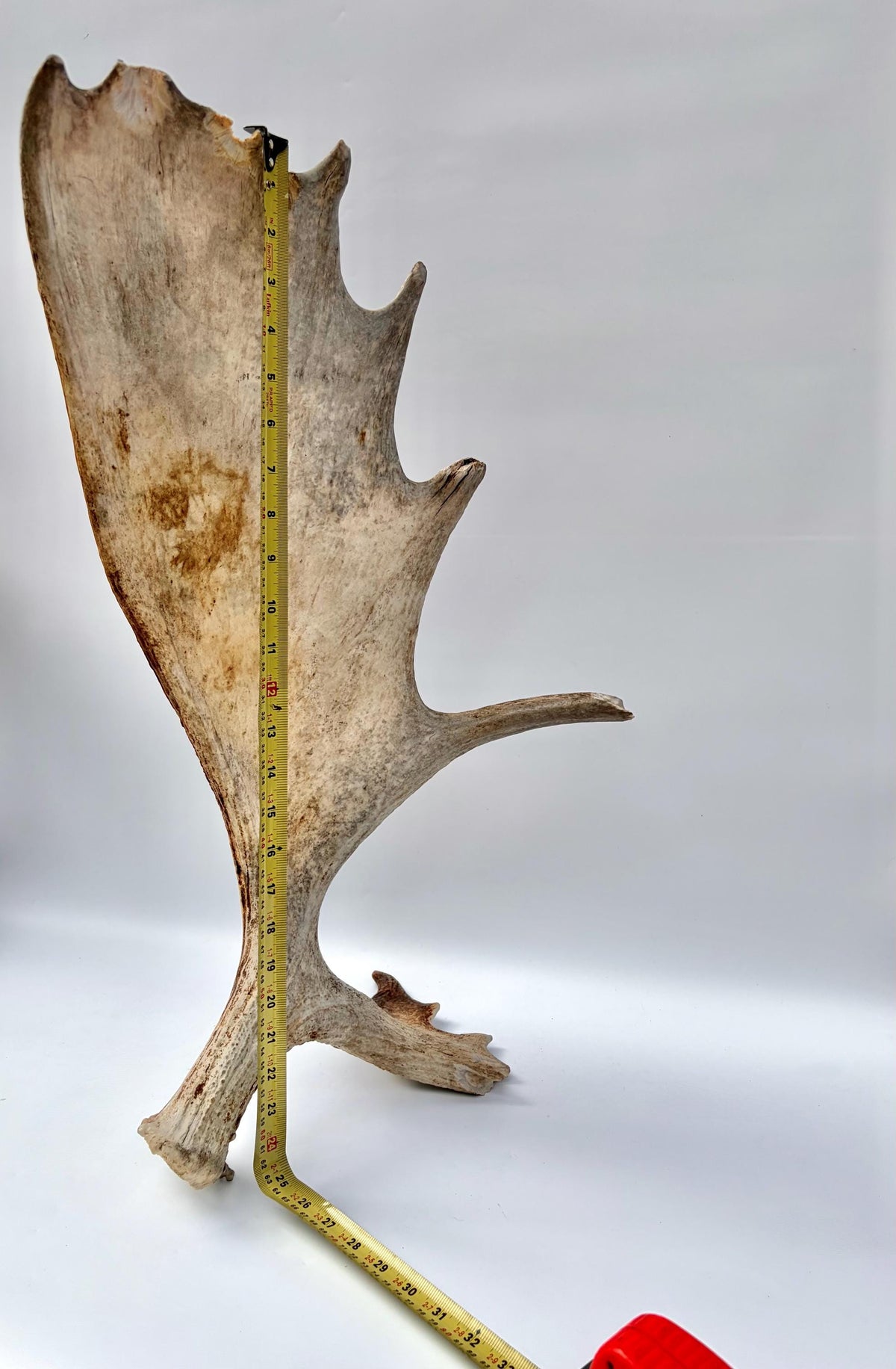 Wild Moose Antler. Classic Shaped Self-Standing Moose “Paddle” for Carving, Pet Treats, Crafting, Decor and more!