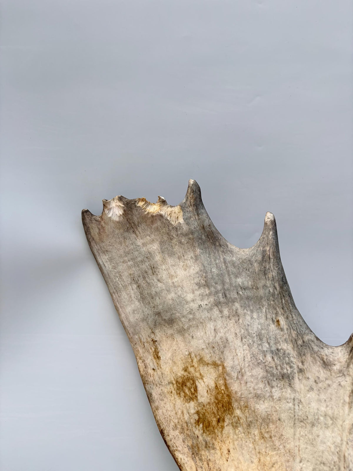 Wild Moose Antler. Classic Shaped Self-Standing Moose “Paddle” for Carving, Pet Treats, Crafting, Decor and more!