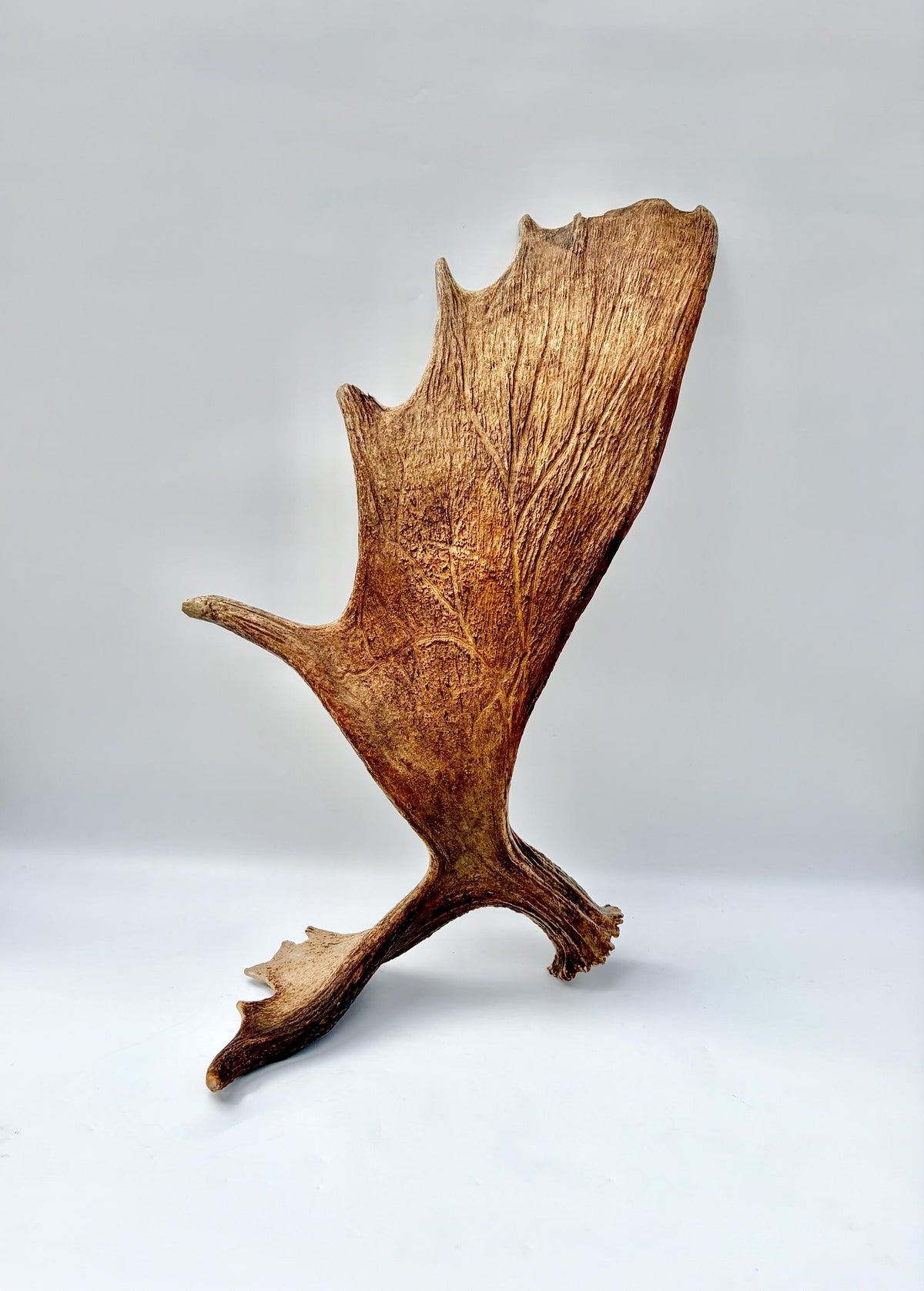 Wild Moose Antler. Classic Shaped Self-Standing Moose “Paddle” for Carving, Pet Treats, Crafting, Decor and more!
