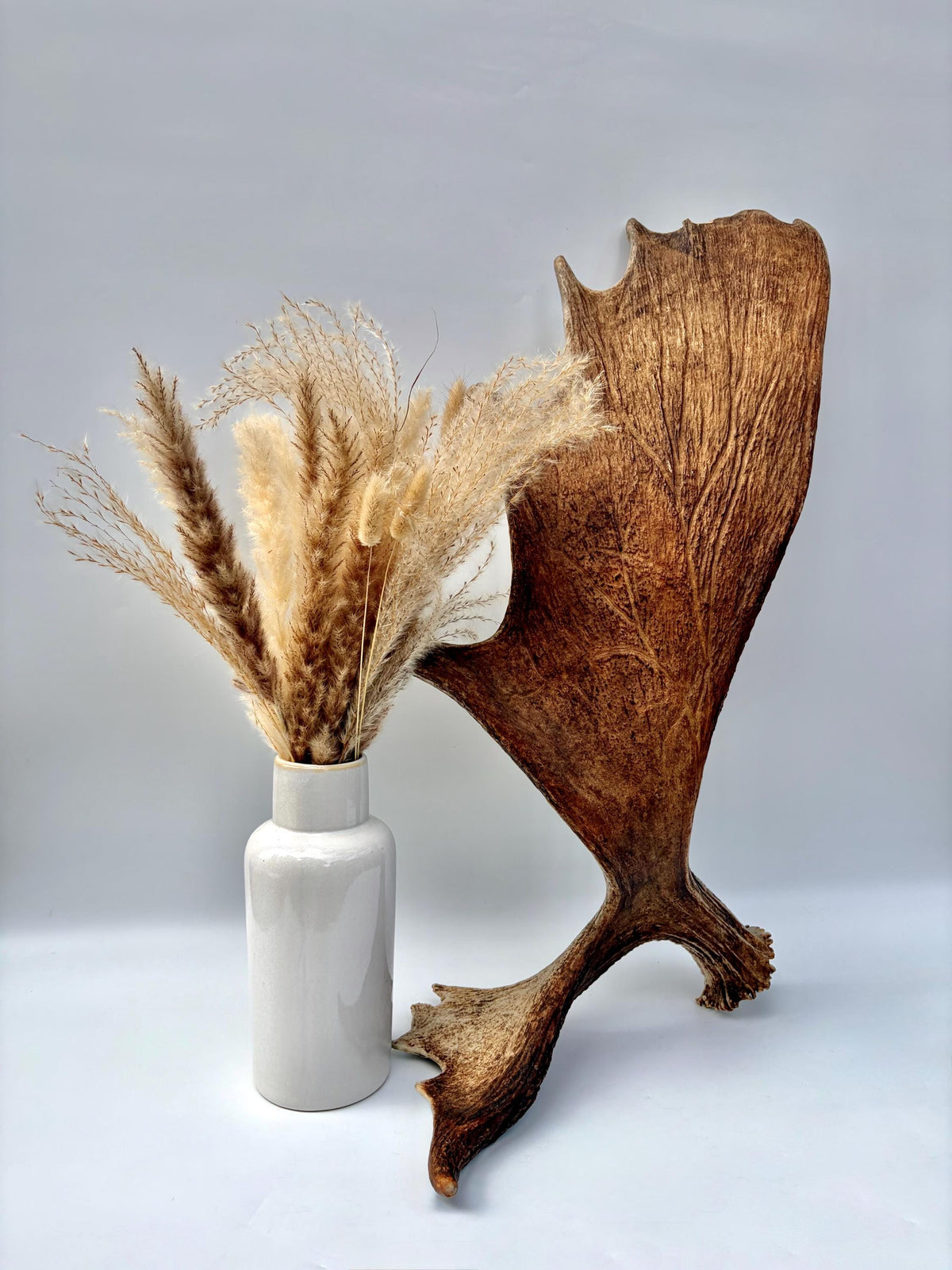Wild Moose Antler. Classic Shaped Self-Standing Moose “Paddle” for Carving, Pet Treats, Crafting, Decor and more!