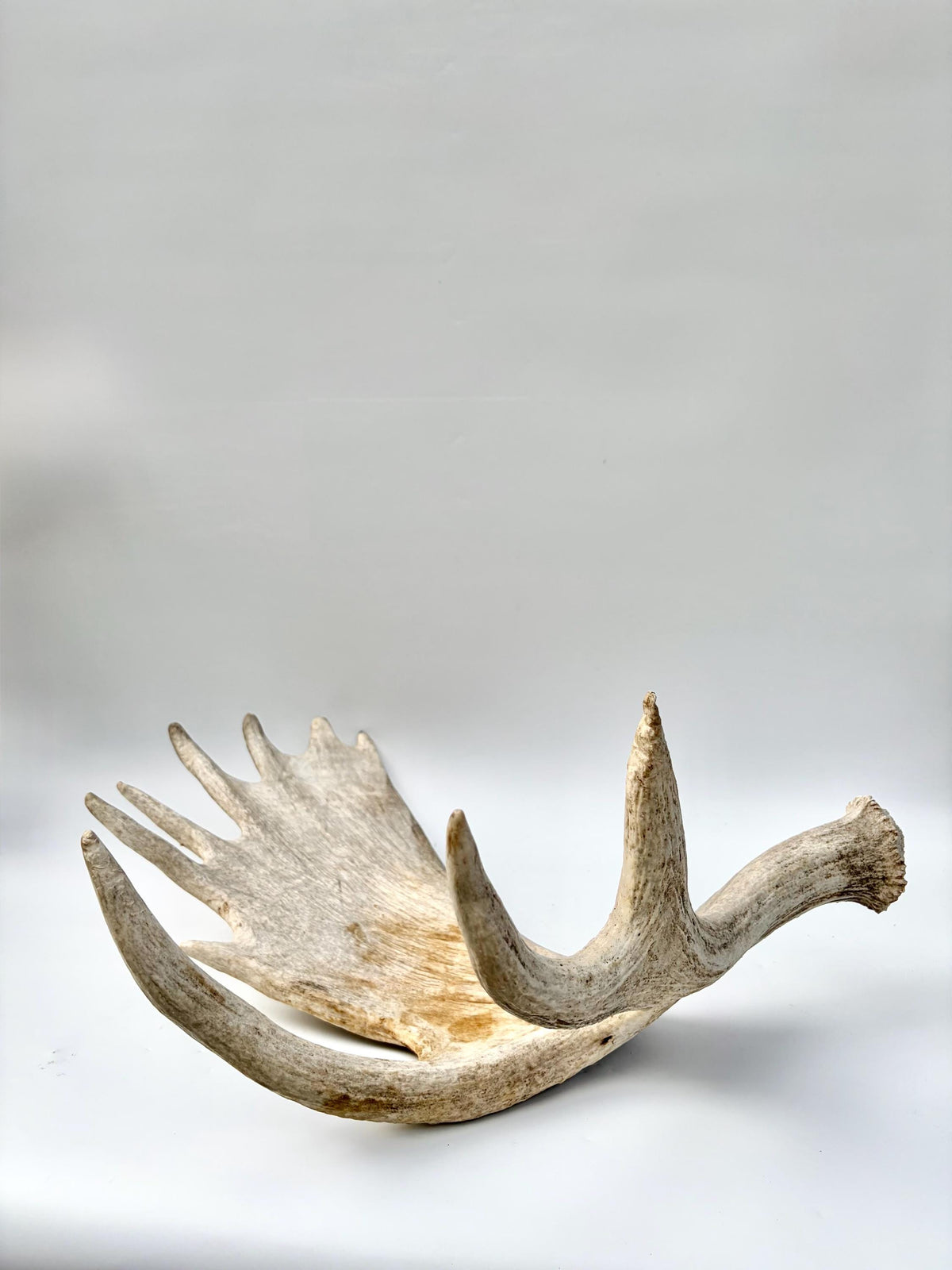 Moose Antler. Classic Shaped Paddle for Carving, Pet Treats, Crafting and Decor from a Wild Canada Moose