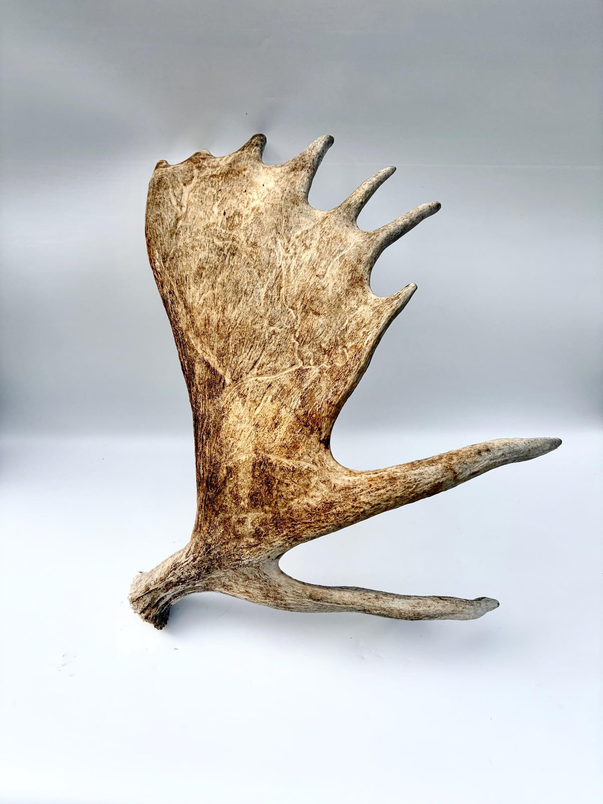 Moose Antler. Classic Shaped Paddle for Carving, Pet Treats, Crafting and Decor from a Wild Canada Moose