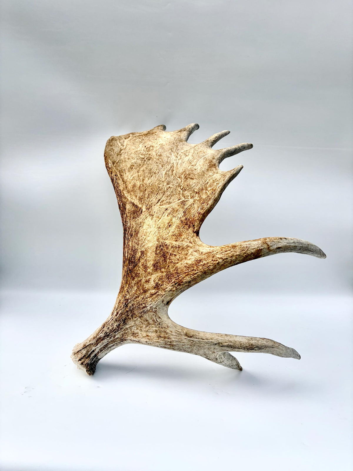 Moose Antler. Classic Shaped Paddle for Carving, Pet Treats, Crafting and Decor from a Wild Canada Moose