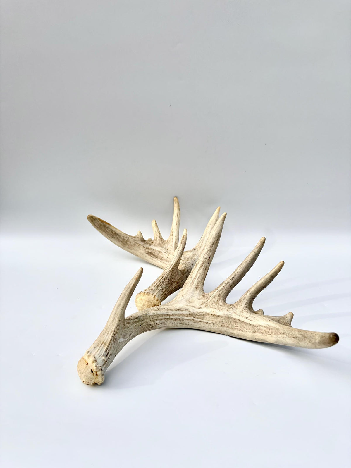 Large Whitetailed Deer Antlers - Fresh White-tailed deer matching set. Decor Crafting and More