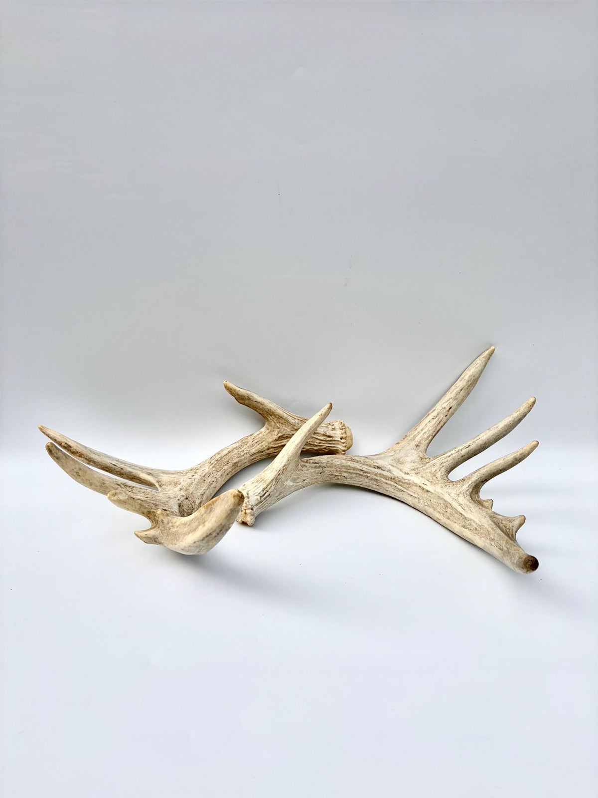 Large Whitetailed Deer Antlers - Fresh White-tailed deer matching set. Decor Crafting and More