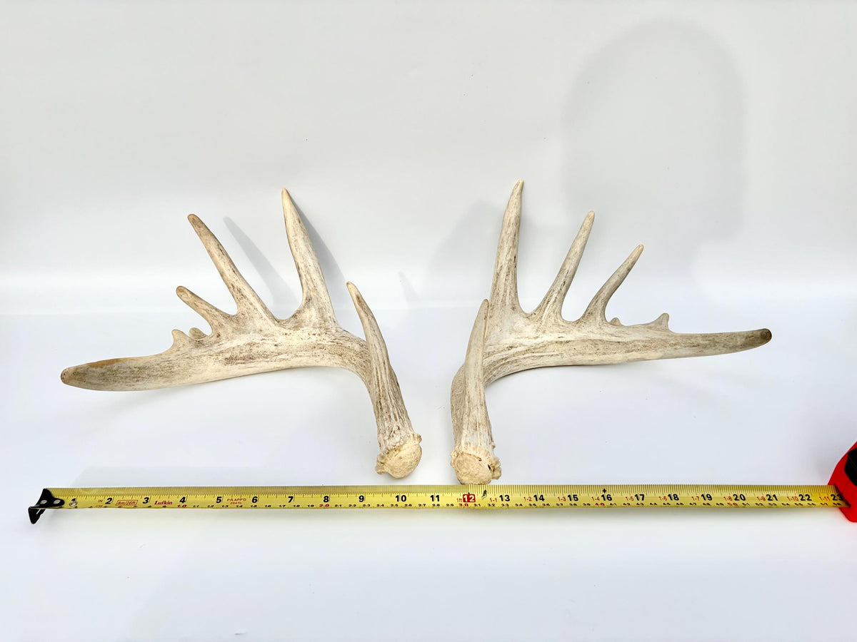 Large Whitetailed Deer Antlers - Fresh White-tailed deer matching set. Decor Crafting and More