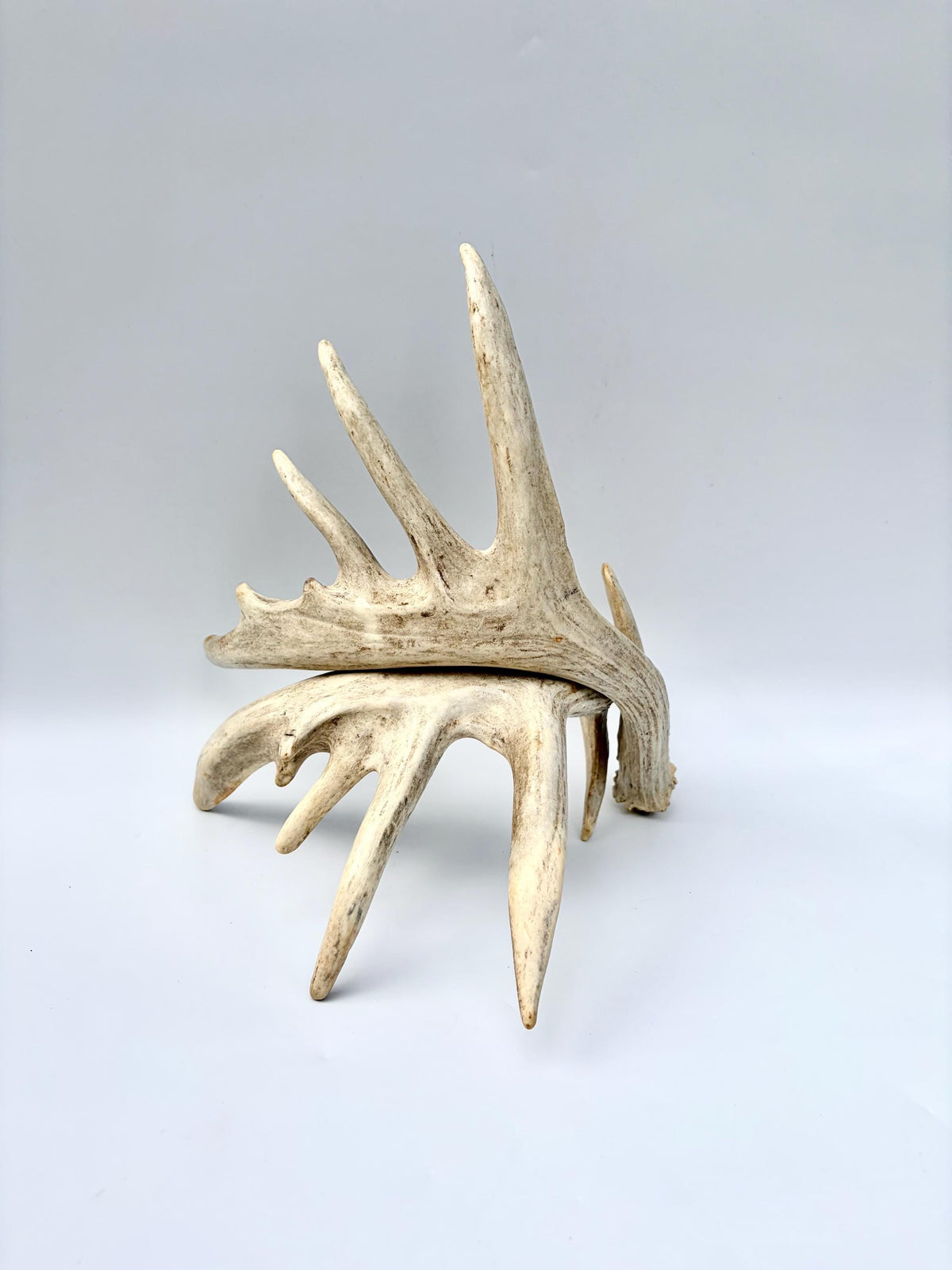 Large Whitetailed Deer Antlers - Fresh White-tailed deer matching set. Decor Crafting and More