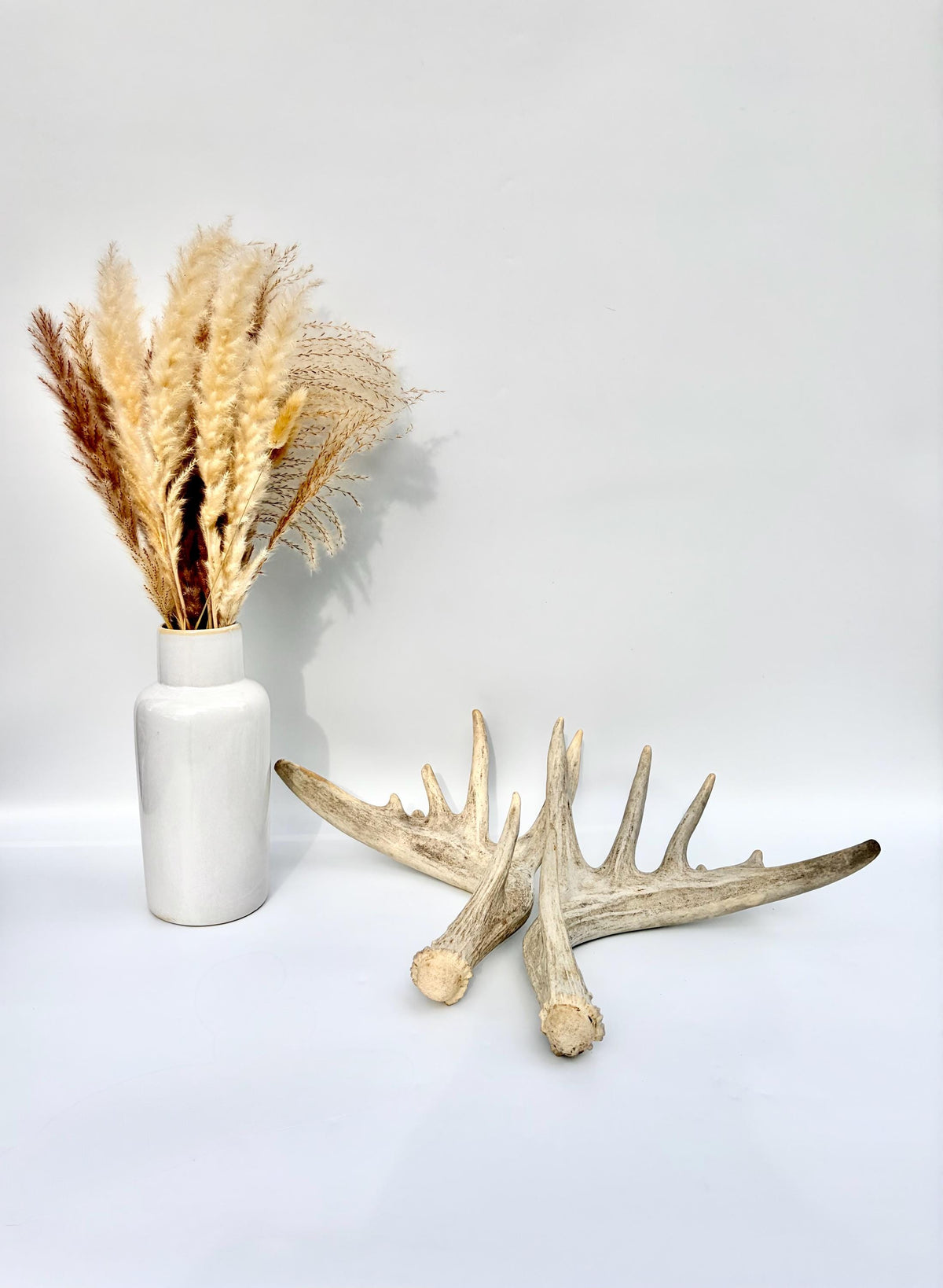Large Whitetailed Deer Antlers - Fresh White-tailed deer matching set. Decor Crafting and More