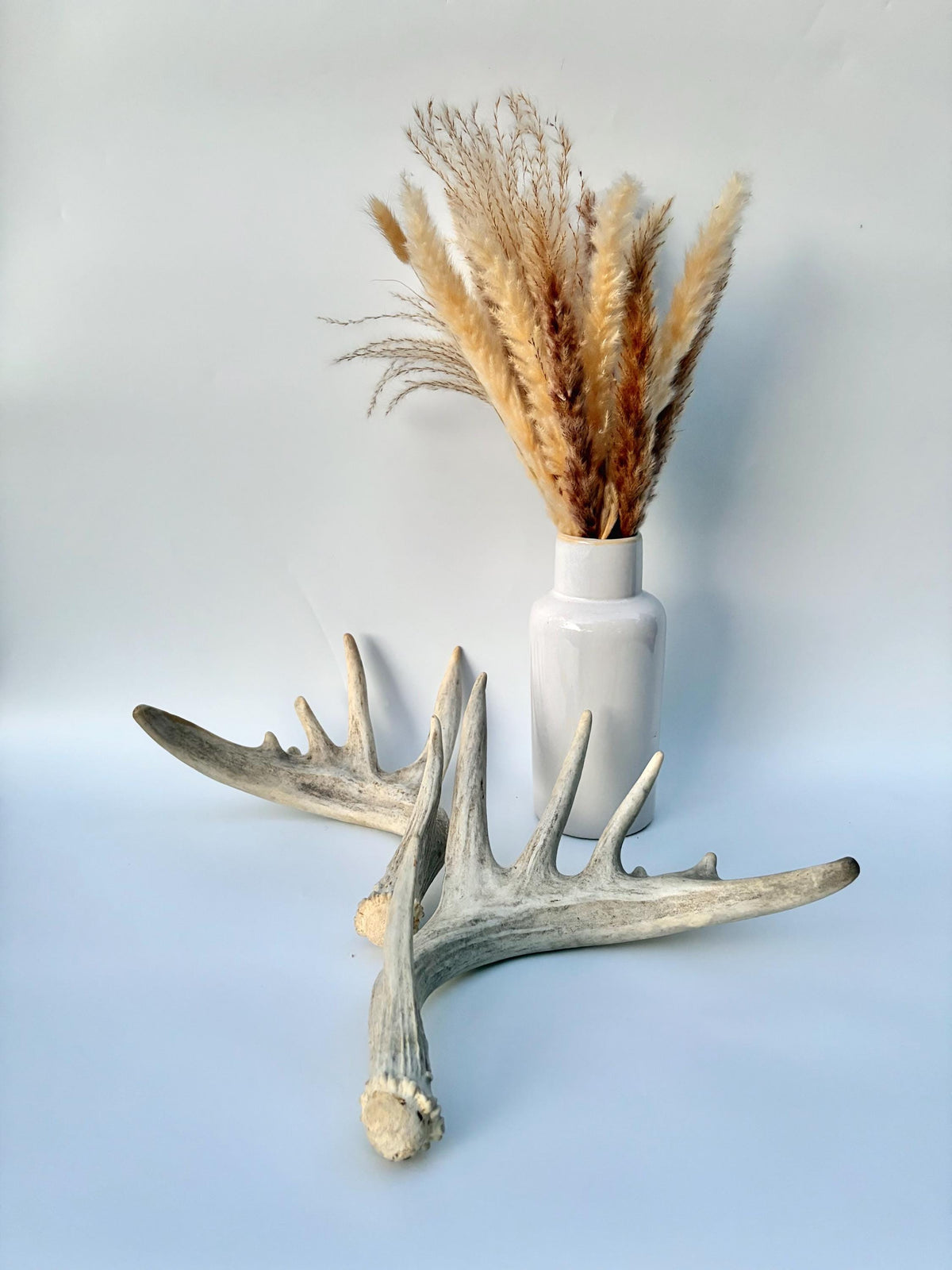 Large Whitetailed Deer Antlers - Fresh White-tailed deer matching set. Decor Crafting and More