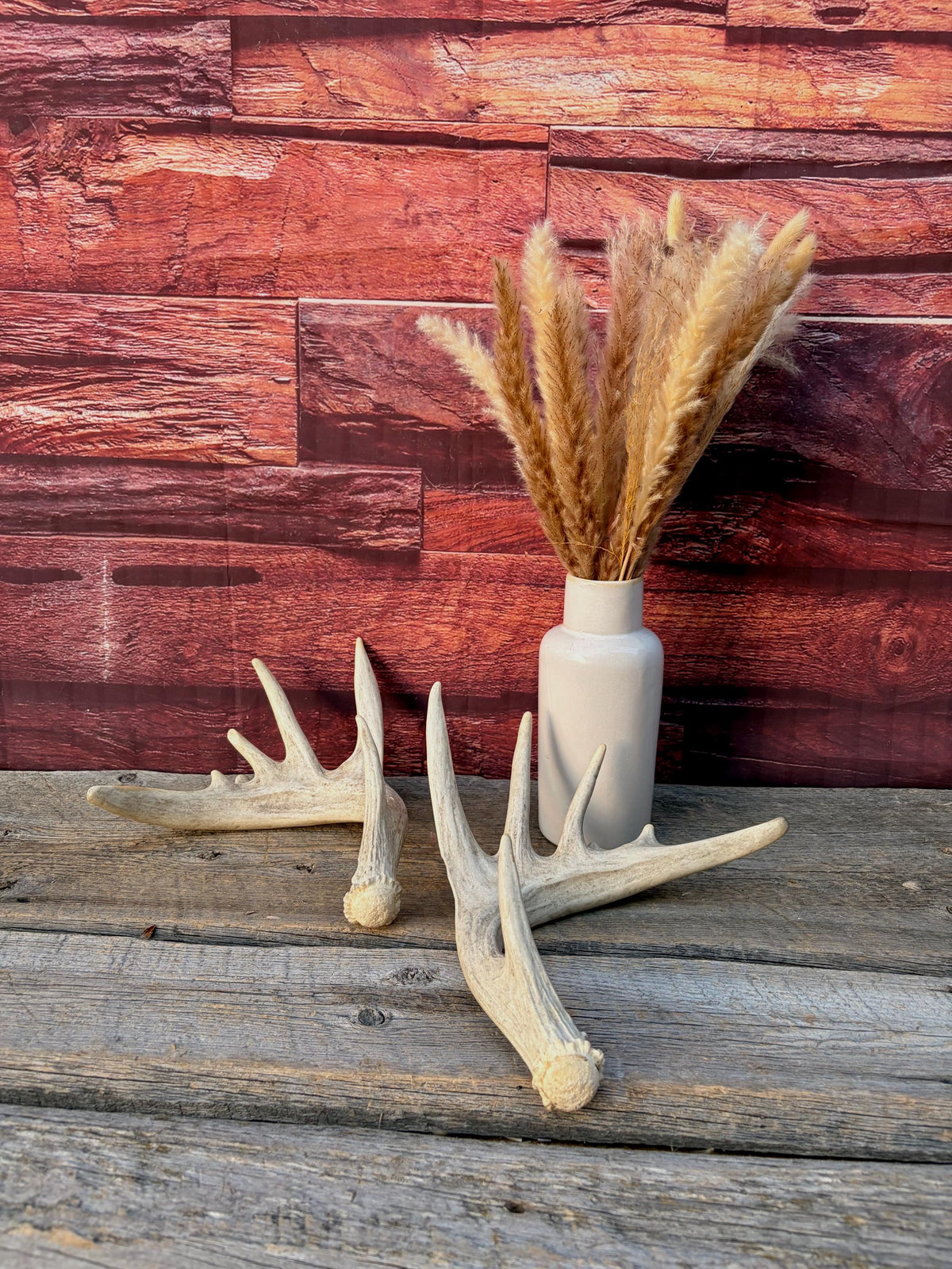 Large Whitetailed Deer Antlers - Fresh White-tailed deer matching set. Decor Crafting and More