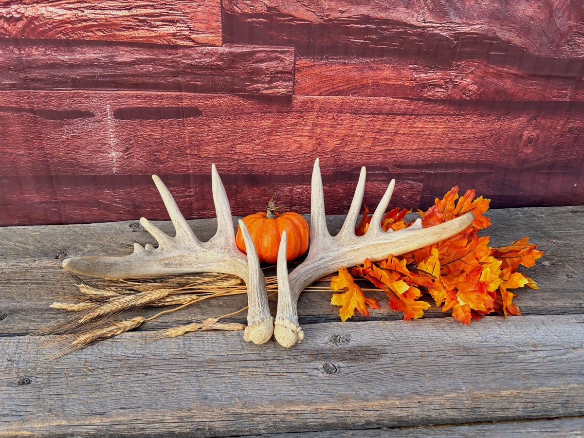 Large Whitetailed Deer Antlers - Fresh White-tailed deer matching set. Decor Crafting and More