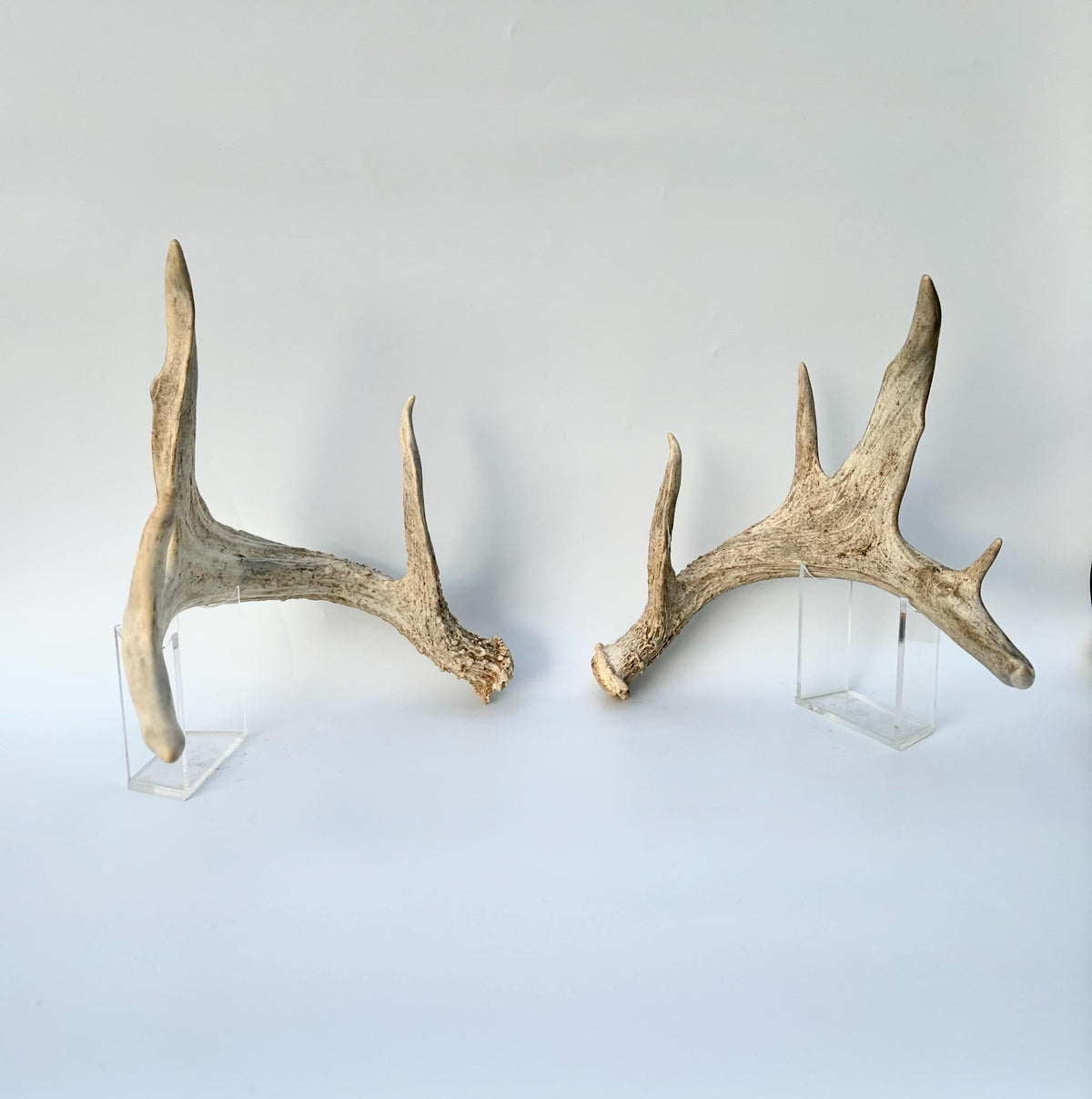 White-tailed Deer Antlers - Enormous Matching Set. Insane Mass! Decor Crafting and More.