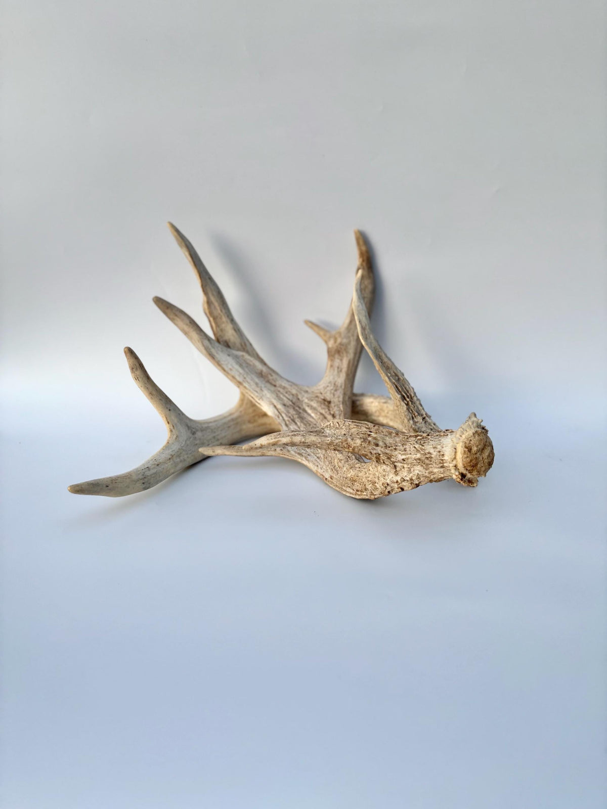 White-tailed Deer Antlers - Enormous Matching Set. Insane Mass! Decor Crafting and More.