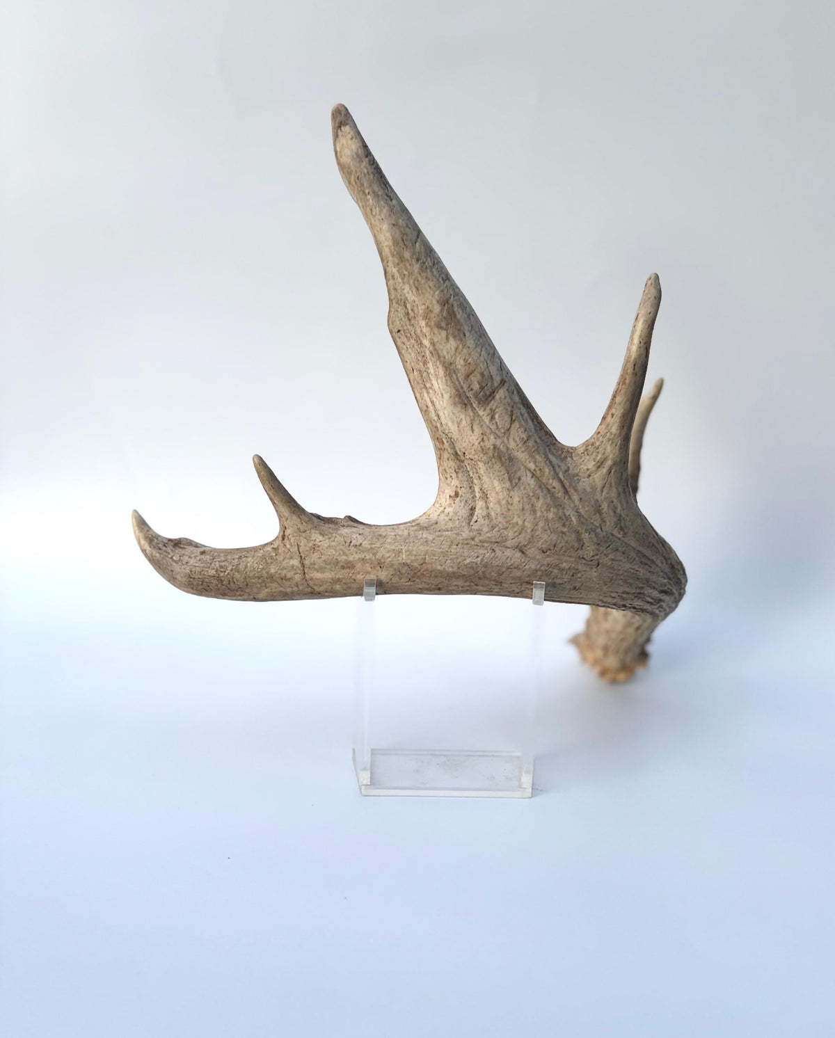 White-tailed Deer Antlers - Enormous Matching Set. Insane Mass! Decor Crafting and More.