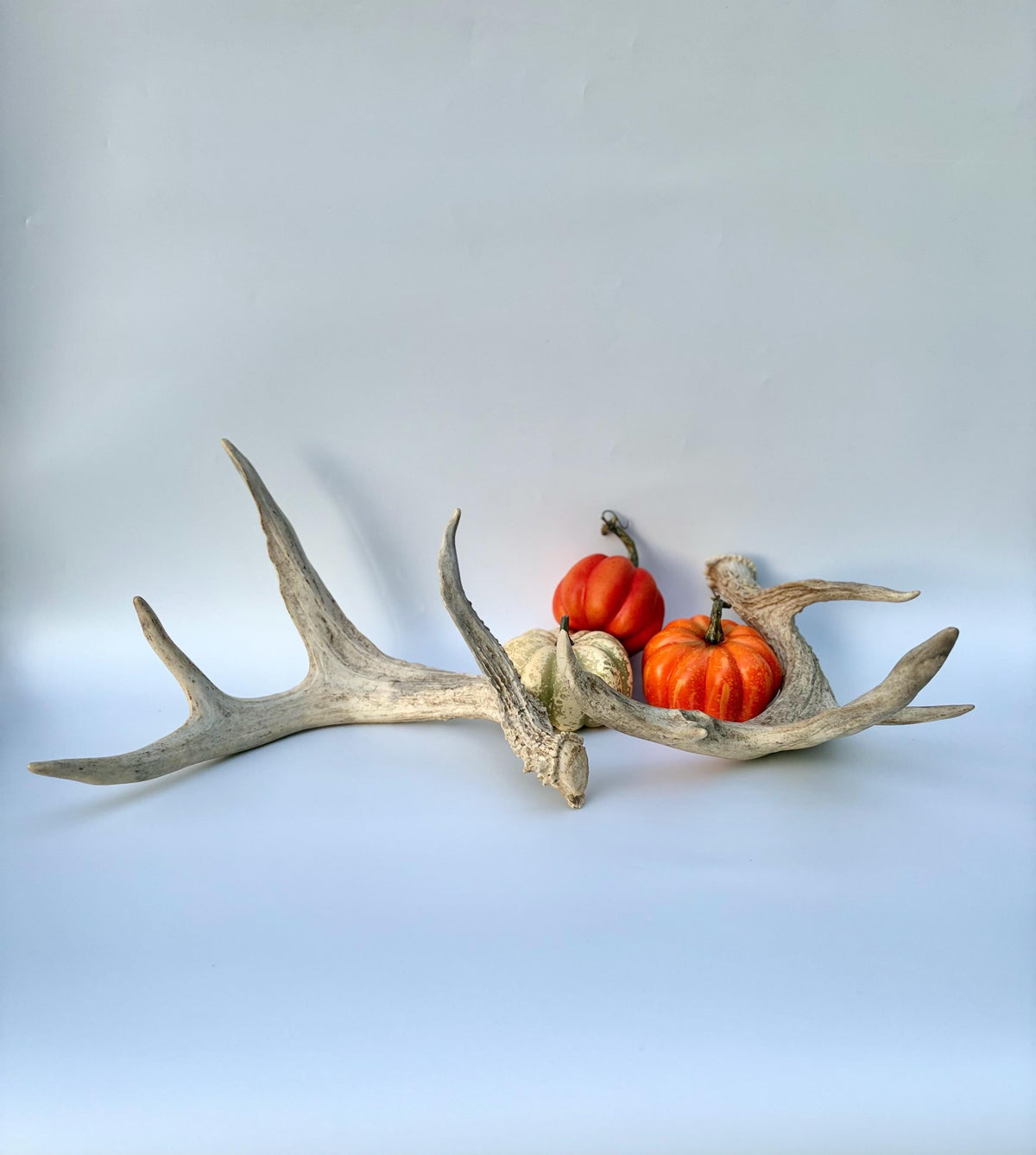White-tailed Deer Antlers - Enormous Matching Set. Insane Mass! Decor Crafting and More.