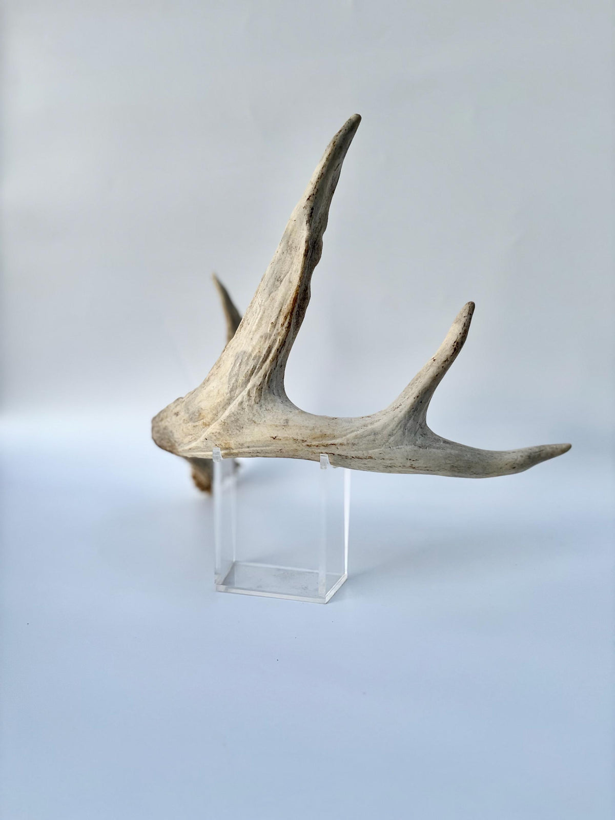 White-tailed Deer Antlers - Enormous Matching Set. Insane Mass! Decor Crafting and More.