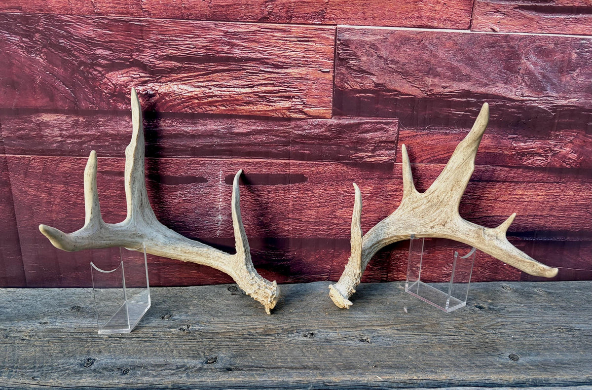 White-tailed Deer Antlers - Enormous Matching Set. Insane Mass! Decor Crafting and More.