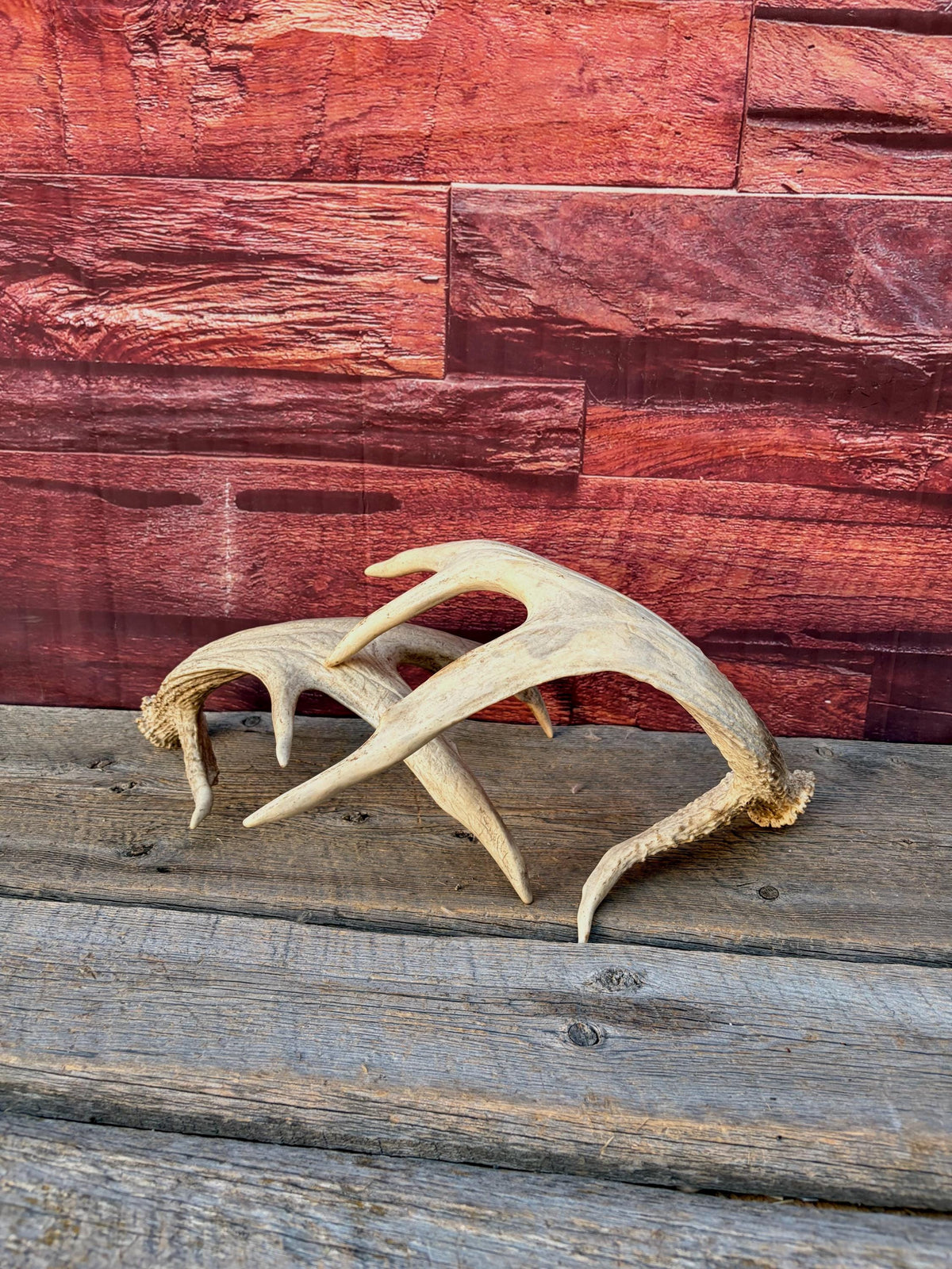 White-tailed Deer Antlers - Enormous Matching Set. Insane Mass! Decor Crafting and More.