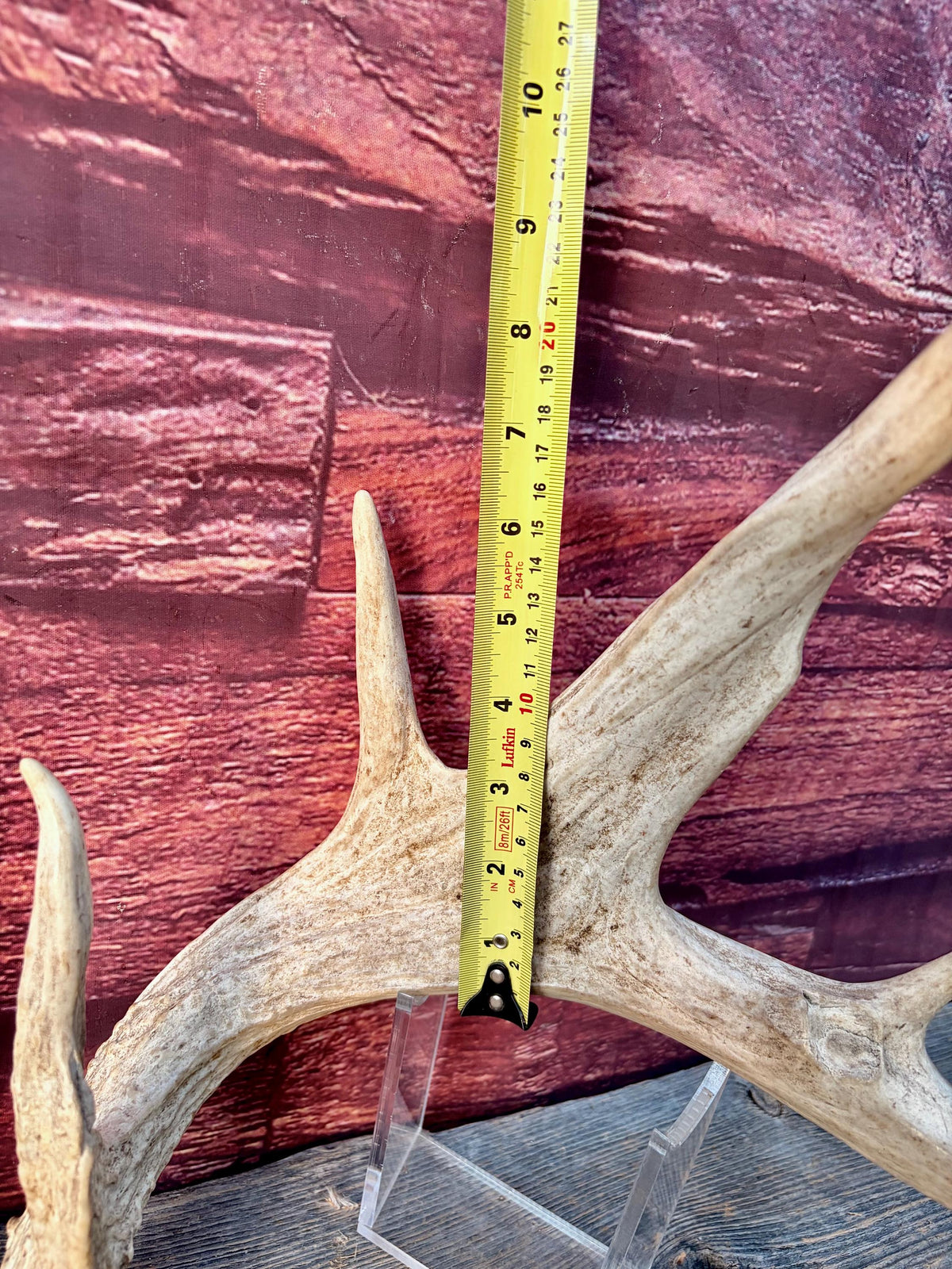 White-tailed Deer Antlers - Enormous Matching Set. Insane Mass! Decor Crafting and More.