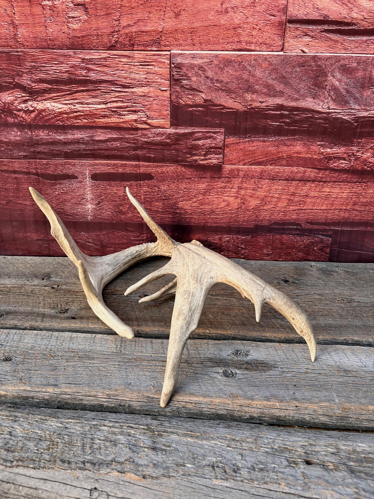 White-tailed Deer Antlers - Enormous Matching Set. Insane Mass! Decor Crafting and More.