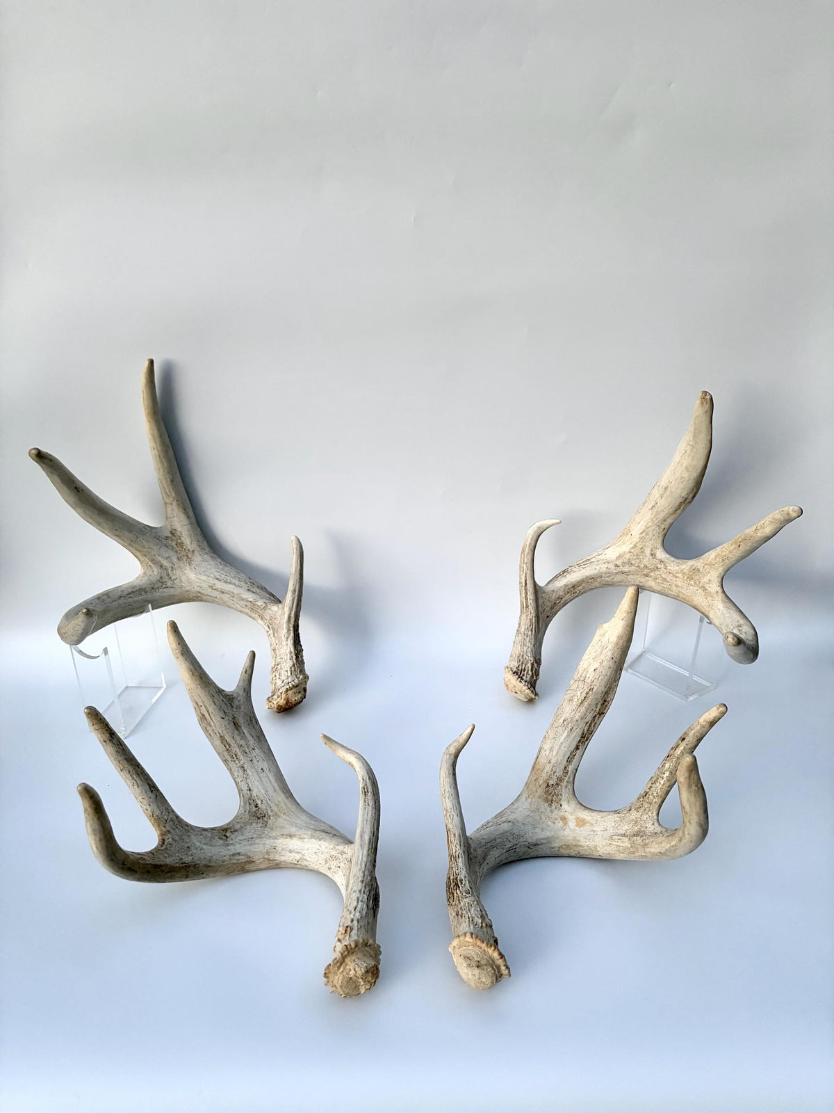 4 Deer Antlers - 2 Matched Sets From the Same Deer. Insane Mass. Super Heavy Whitetailed deer