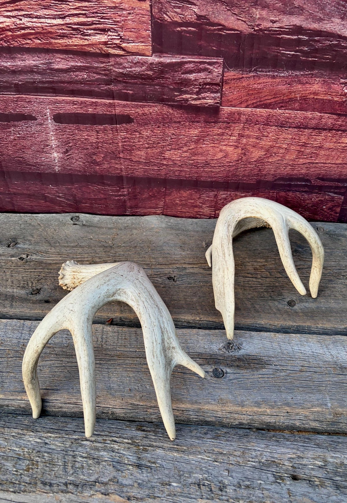 4 Deer Antlers - 2 Matched Sets From the Same Deer. Insane Mass. Super Heavy Whitetailed deer