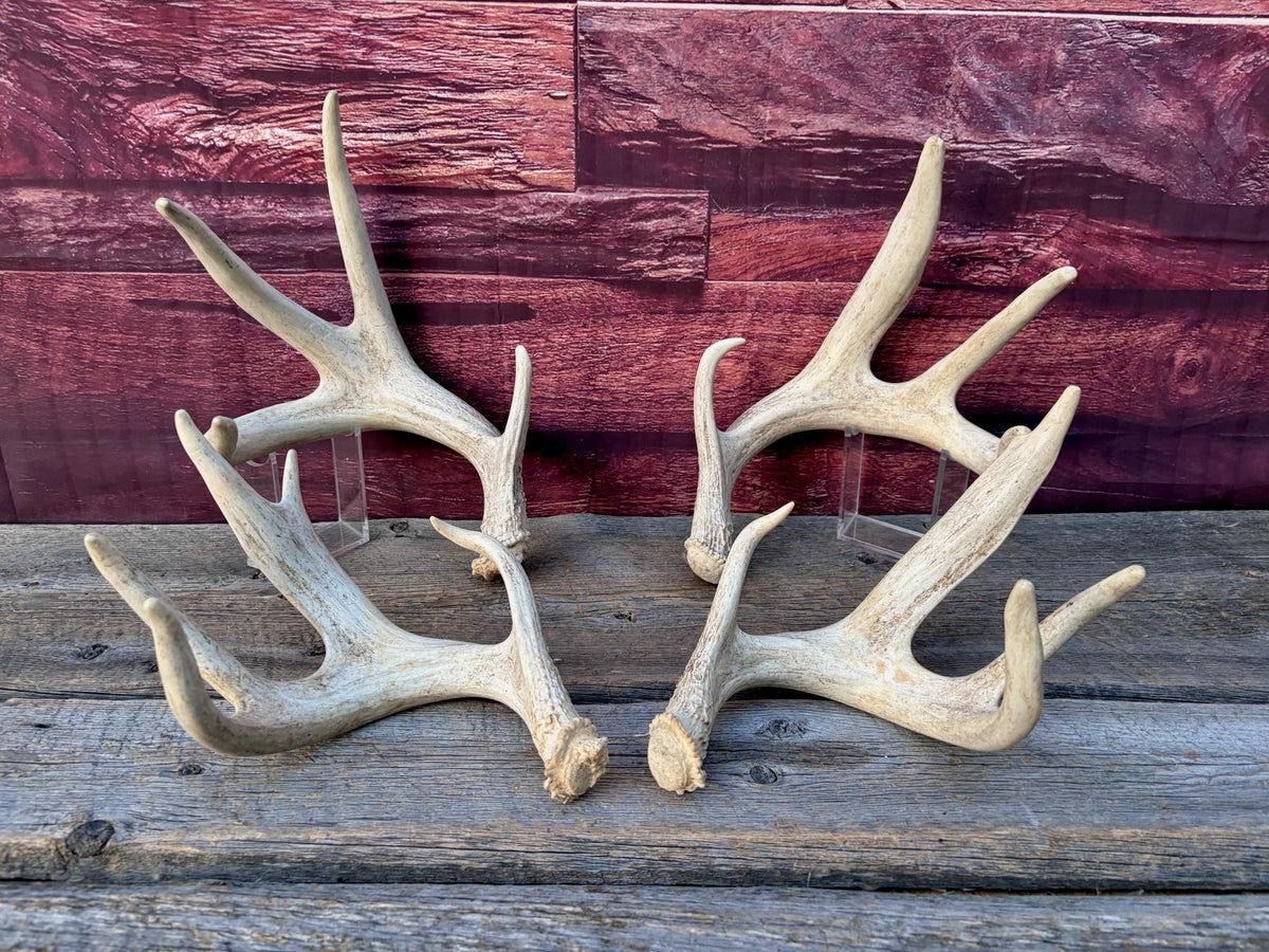 4 Deer Antlers - 2 Matched Sets From the Same Deer. Insane Mass. Super Heavy Whitetailed deer