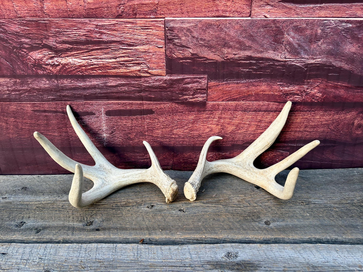 4 Deer Antlers - 2 Matched Sets From the Same Deer. Insane Mass. Super Heavy Whitetailed deer