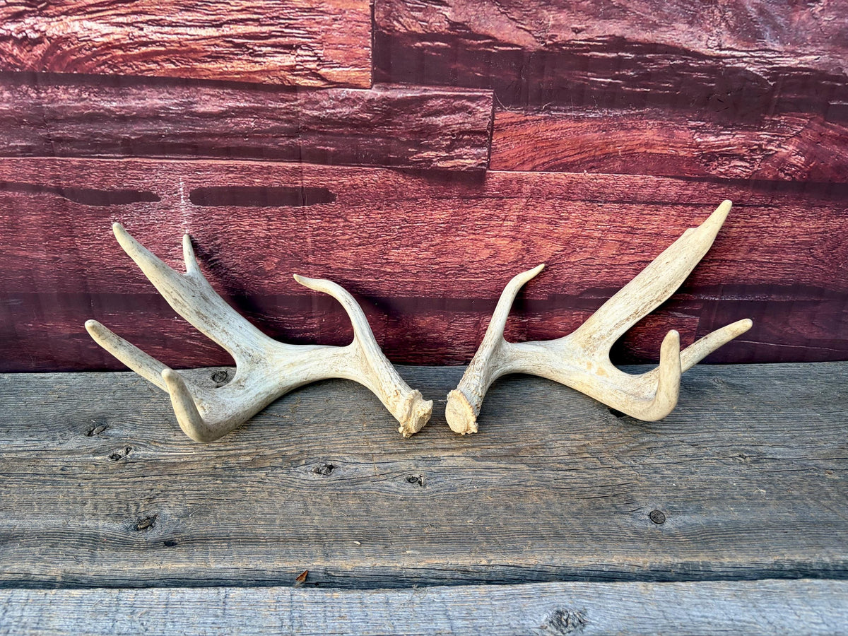 4 Deer Antlers - 2 Matched Sets From the Same Deer. Insane Mass. Super Heavy Whitetailed deer