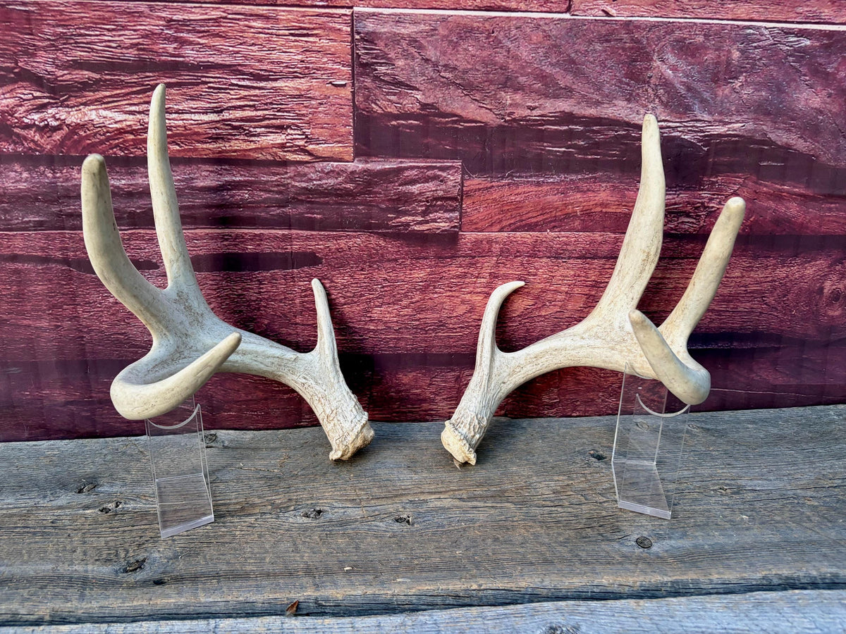 4 Deer Antlers - 2 Matched Sets From the Same Deer. Insane Mass. Super Heavy Whitetailed deer