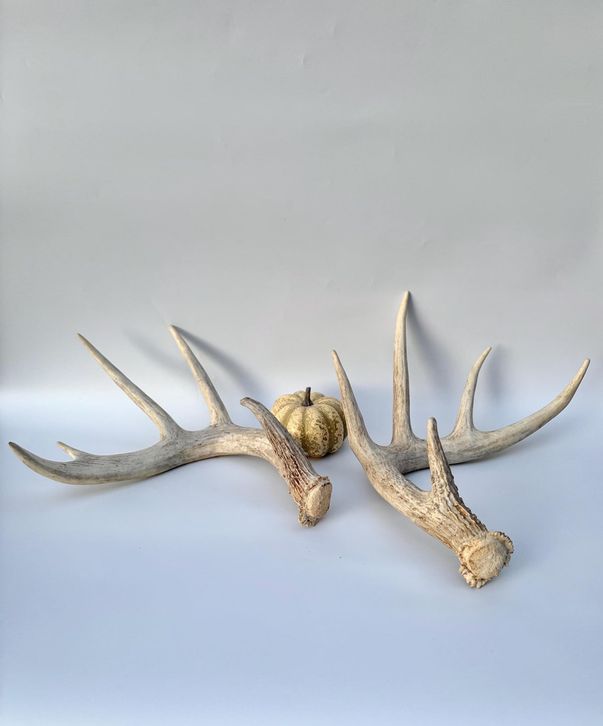 White-tailed Deer Antlers - Enormous Matching Set. Insane Mass! Decor Crafting and More. Perfect Condition