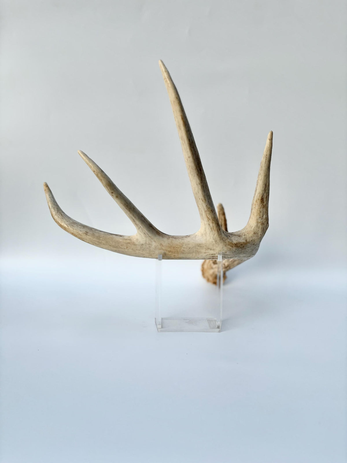 White-tailed Deer Antlers - Enormous Matching Set. Insane Mass! Decor Crafting and More. Perfect Condition
