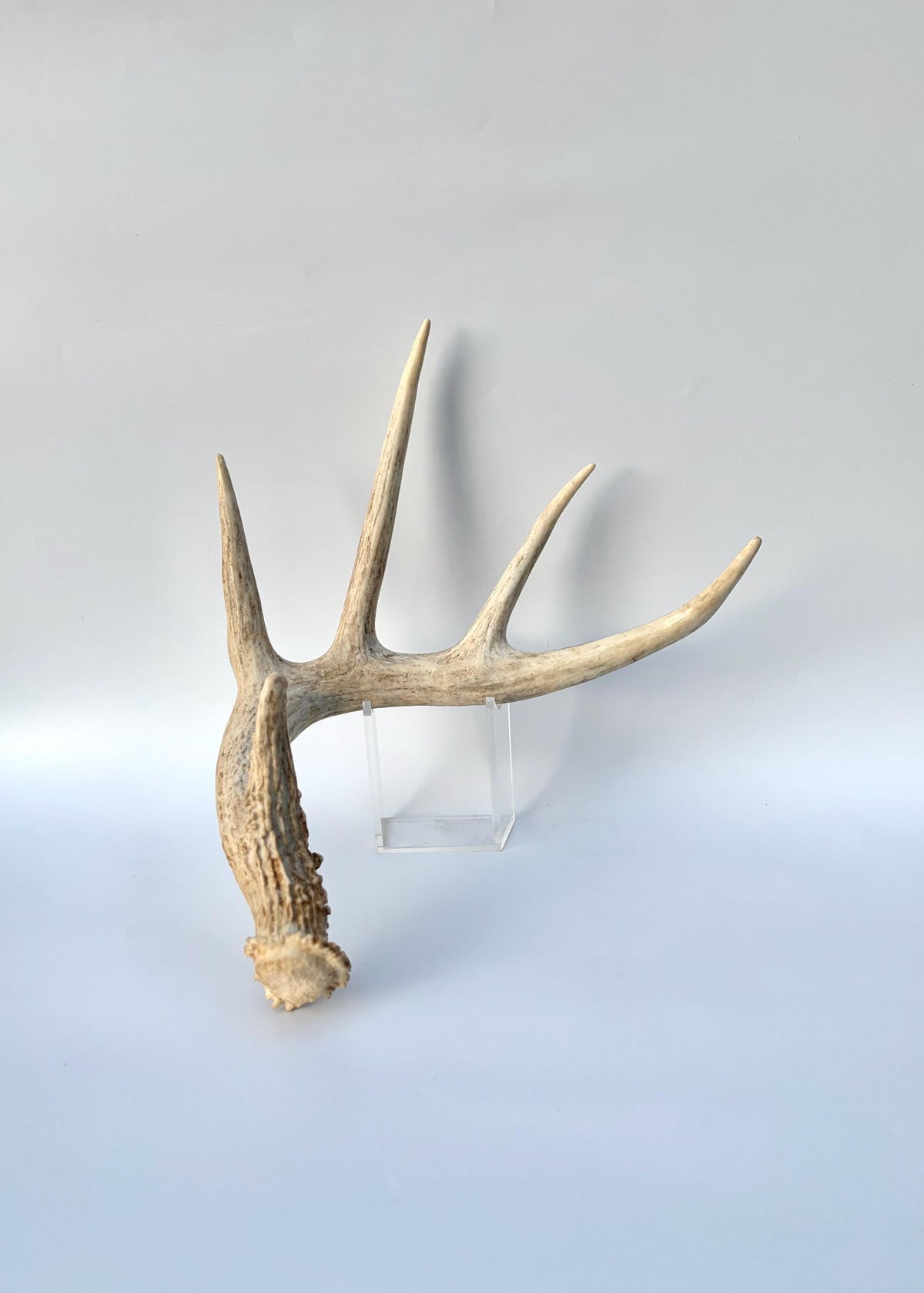 White-tailed Deer Antlers - Enormous Matching Set. Insane Mass! Decor Crafting and More. Perfect Condition