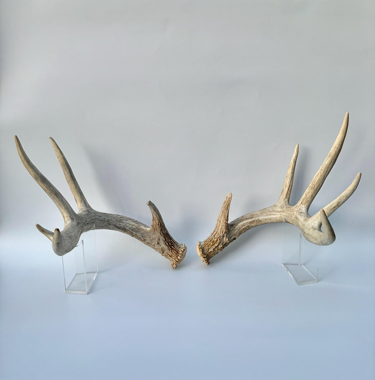 White-tailed Deer Antlers - Enormous Matching Set. Insane Mass! Decor Crafting and More. Perfect Condition