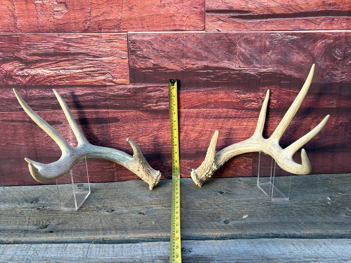 White-tailed Deer Antlers - Enormous Matching Set. Insane Mass! Decor Crafting and More. Perfect Condition