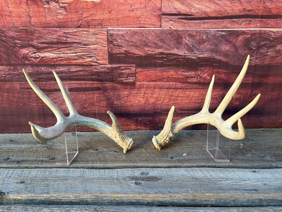 White-tailed Deer Antlers - Enormous Matching Set. Insane Mass! Decor Crafting and More. Perfect Condition