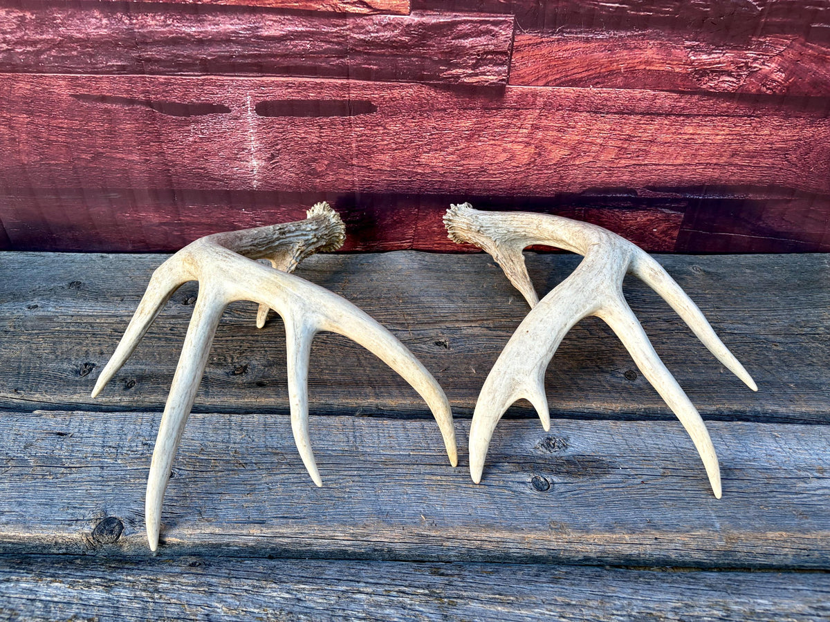 White-tailed Deer Antlers - Enormous Matching Set. Insane Mass! Decor Crafting and More. Perfect Condition