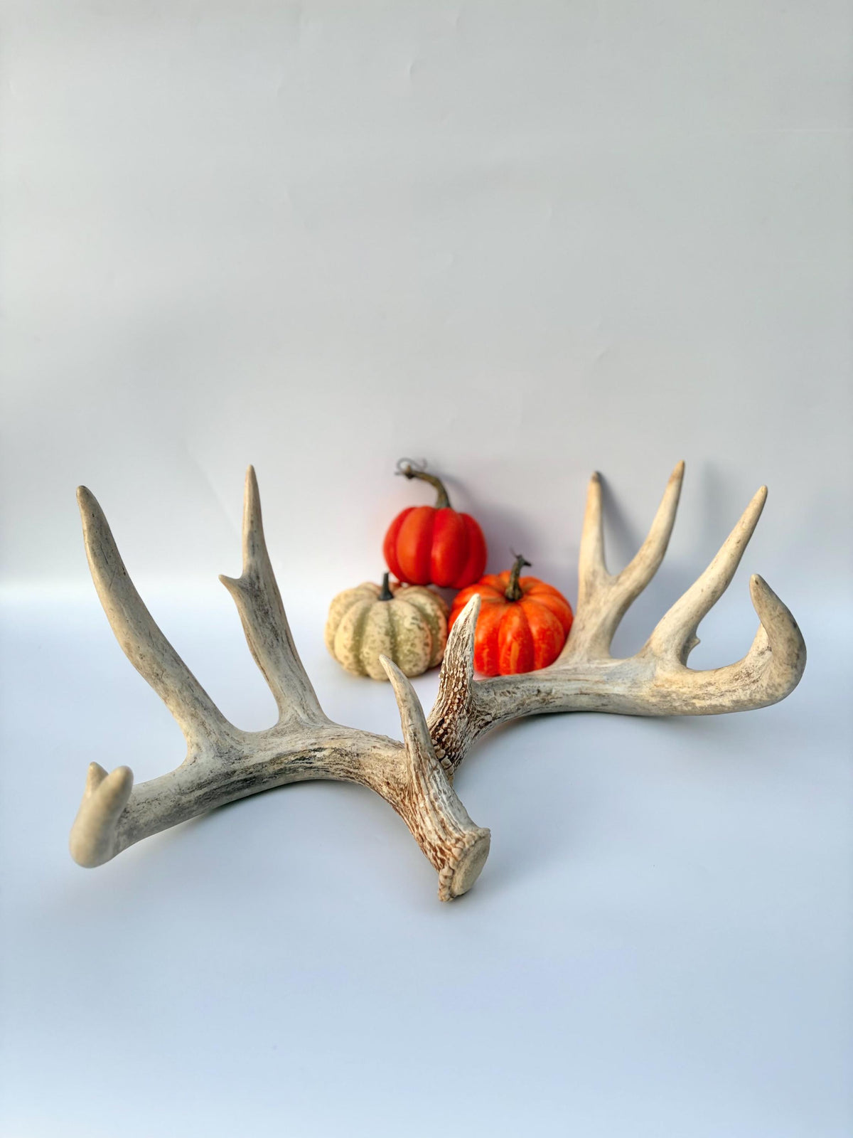 White-tailed Deer Antlers - Enormous Matching Set. Insane Mass! Decor Crafting and More. Perfect Condition
