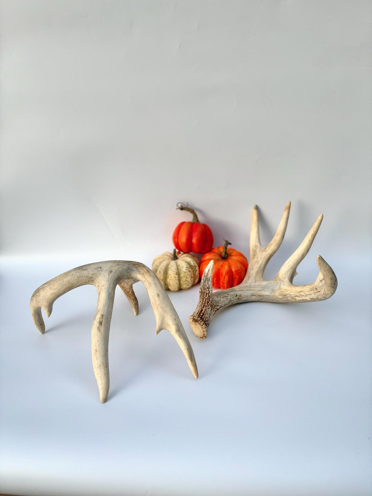 White-tailed Deer Antlers - Enormous Matching Set. Insane Mass! Decor Crafting and More. Perfect Condition