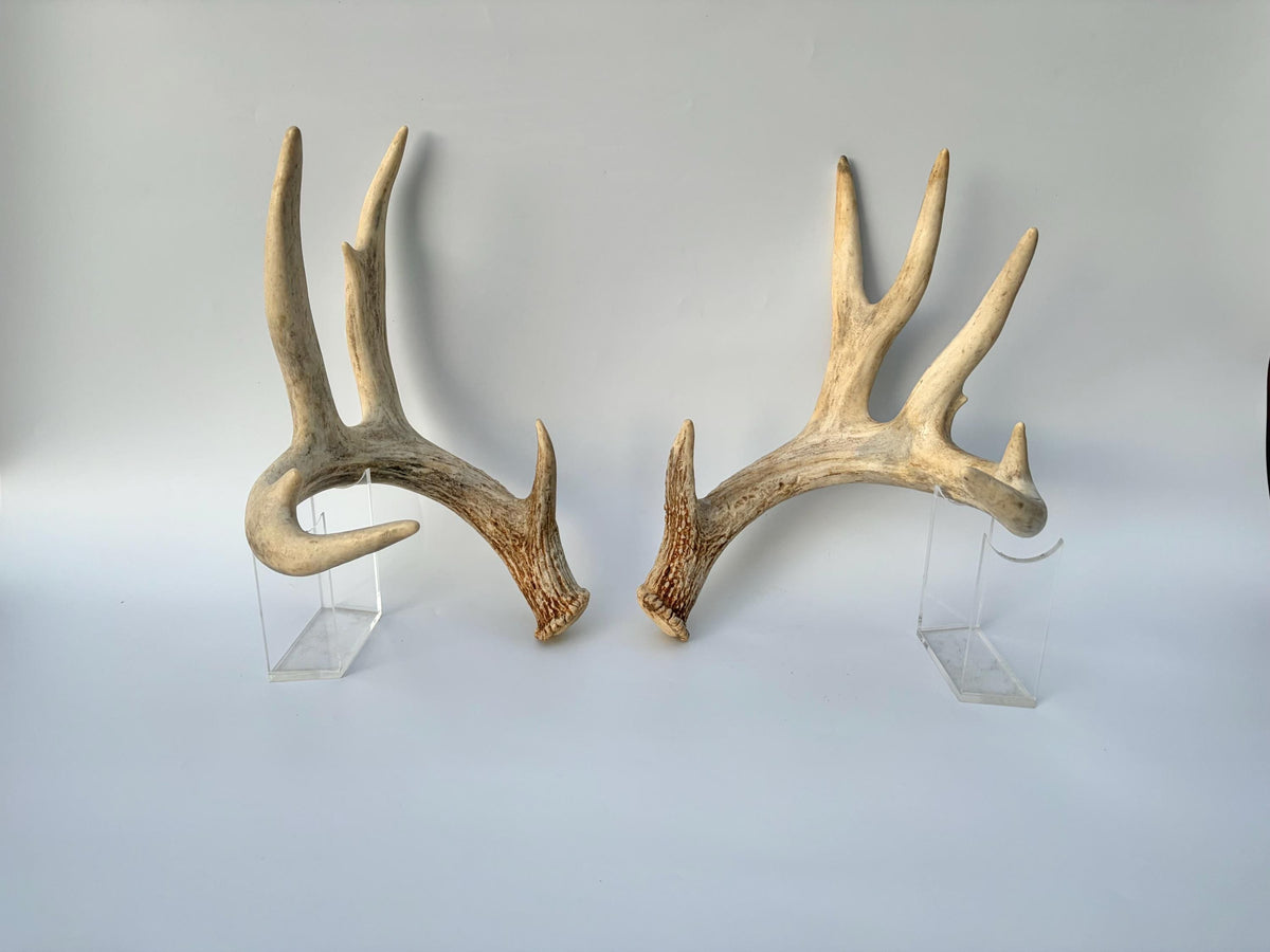 White-tailed Deer Antlers - Enormous Matching Set. Insane Mass! Decor Crafting and More. Perfect Condition