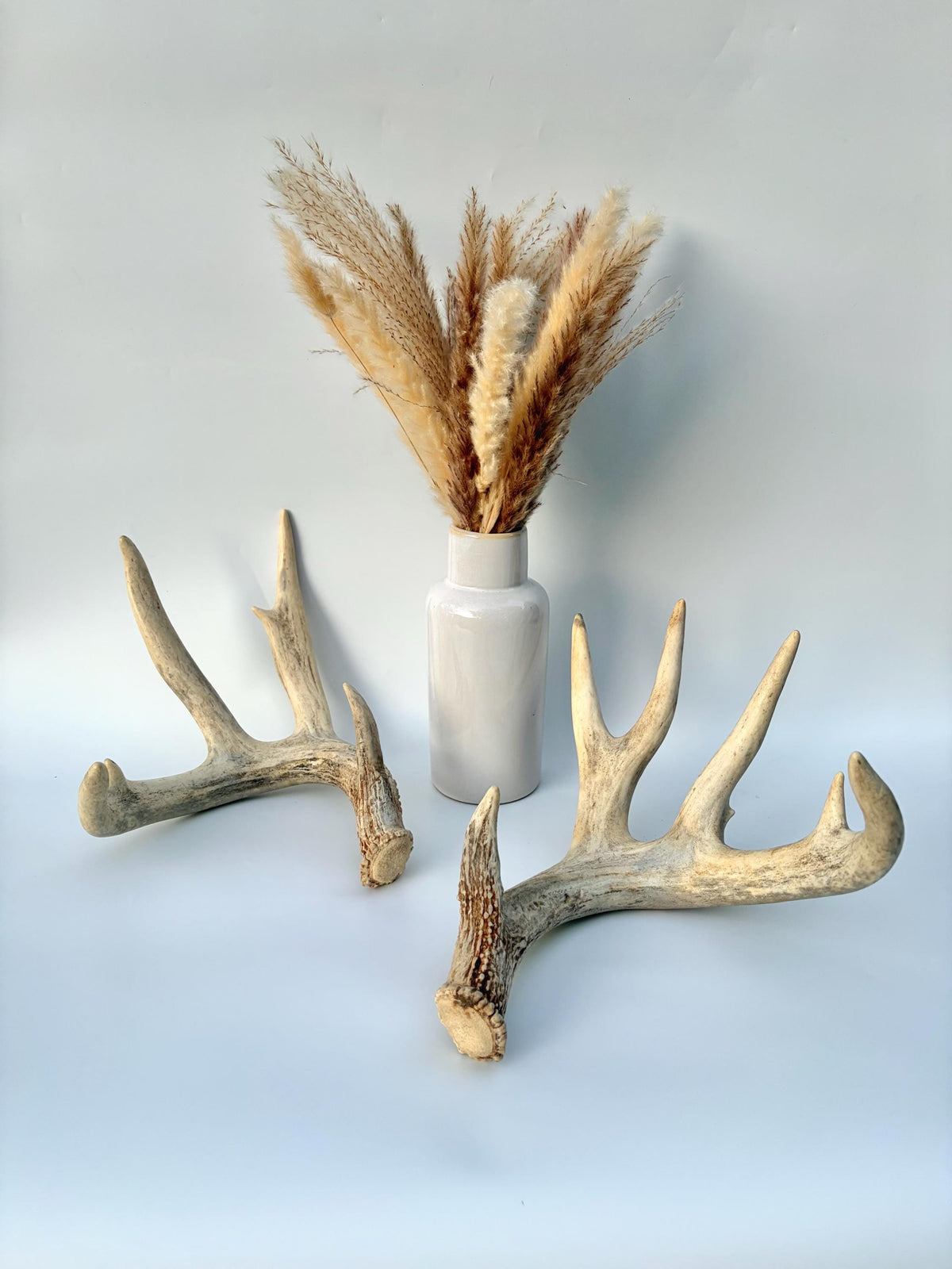 White-tailed Deer Antlers - Enormous Matching Set. Insane Mass! Decor Crafting and More. Perfect Condition